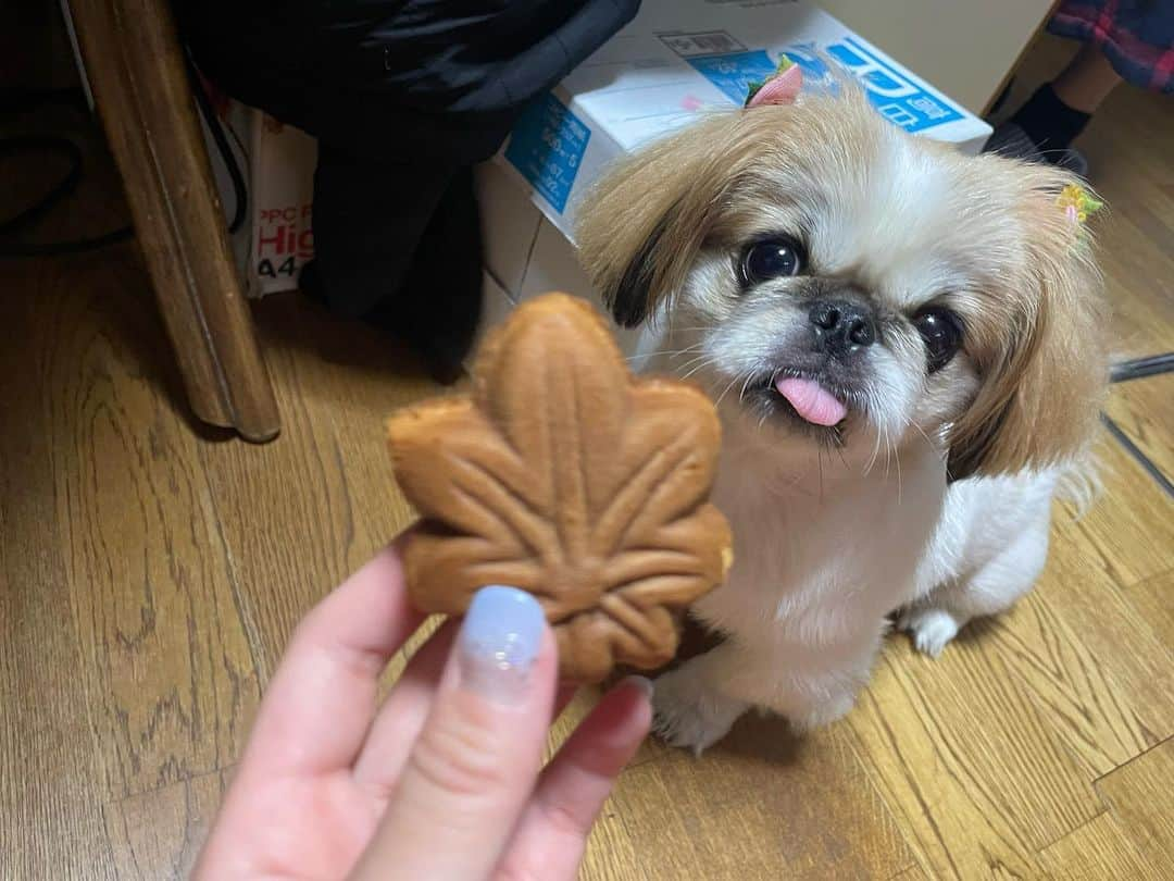 有田優理香のインスタグラム：「🍁  新潟帰省ふりかえり③  実家の茉莉(マリー)ちゃん🐶 有田家のアイドルには犬用のもみじ焼きのお土産☺️  スンスン匂いを嗅いで様子を見ているうちに ぺいちゃんに横取りされていました、、 相変わらずマイペースで癖強めぺい😂  茉莉ちゃんはしょんぼり部屋に戻って行ったので、 ぺいちゃんがいないところで食べさせてあげました🙏  同じペキちゃんでも性格が違って可愛い！ 2匹とも大好きよ😘  #pekingese #ペキニーズ #白ペキ #パーティーペキ #犬用もみじ饅頭 #夏休み」