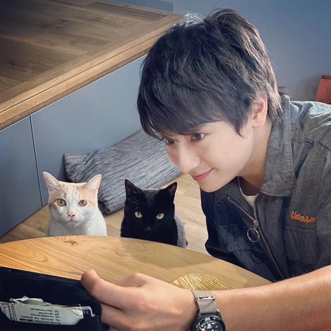 本田剛文のインスタグラム：「弟たちと。  #猫 #猫好きさんと繋がりたい  #猫のいる暮らし #ねこすたぐらむ  #ボイメン #本田剛文」