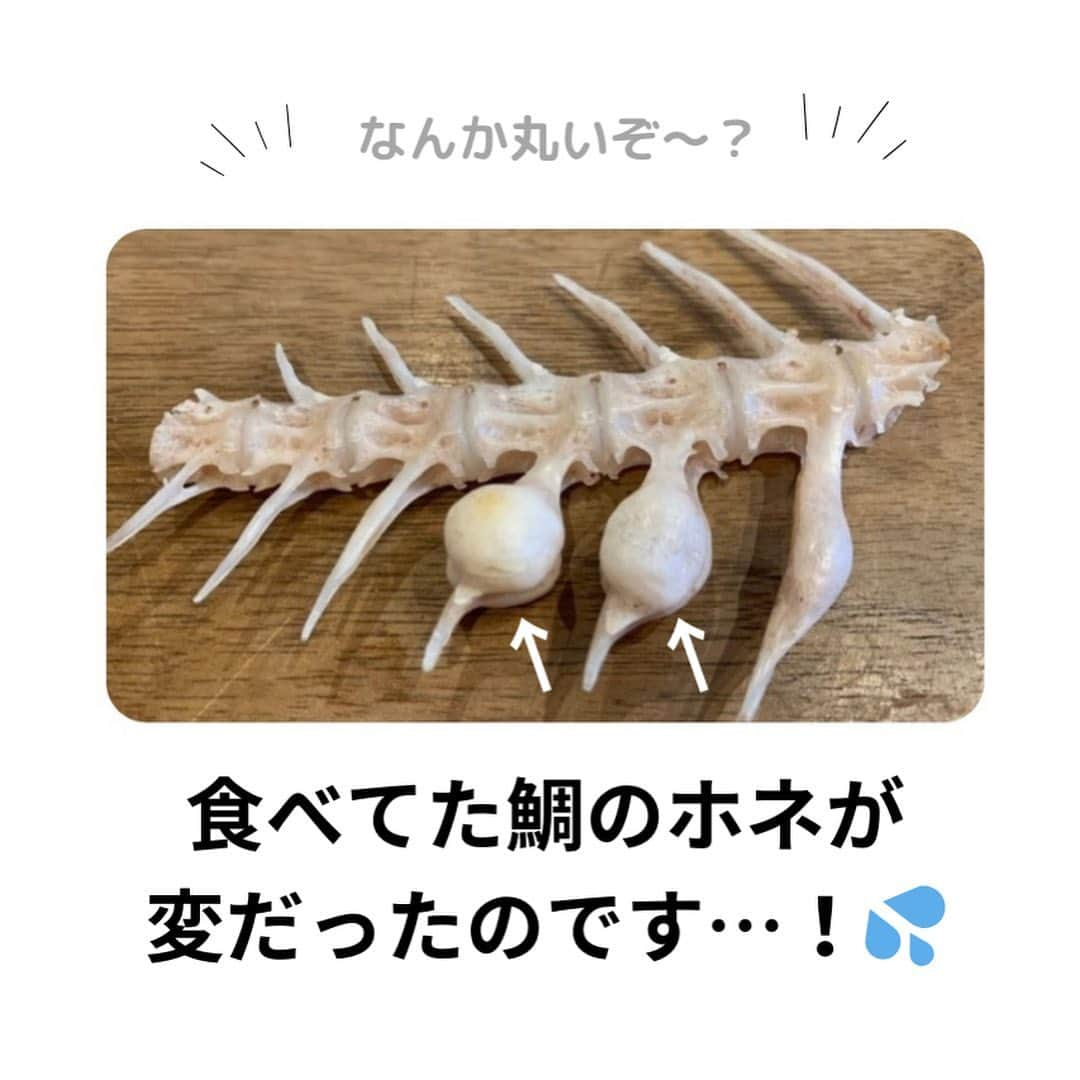 中山少年さんのインスタグラム写真 - (中山少年Instagram)「【おめでタイ💡】 ． ． 魚の美味しいお店に行った時の事を漫画にしてみました！😊🙆‍♂️✨🍀 ． （店員さん教えてくれてありがとうございます☺️） ． みなさんも日常生活で『嬉しい出来事や発見』があったら、ぜひ教えて下さいな💡✉️（お便り全て見させて頂いてます🙏🌻） ． ． 暑い日が続くので水分補給しっかりして、エアコン風邪にも気をつけましょうね〜！🎖️🍯🐝 ． ． #漫画  #魚 #鯛 #鳴門骨 #ラッキー #嬉しい #fff #日常 #ff #like4likes  #仕事 #tagsforlikes  #followｍe  #フォロー  #follow #ilker  #癒し #ほっこり  #instagood #中山少年 🦔📖」9月16日 8時54分 - nakayama_syonen