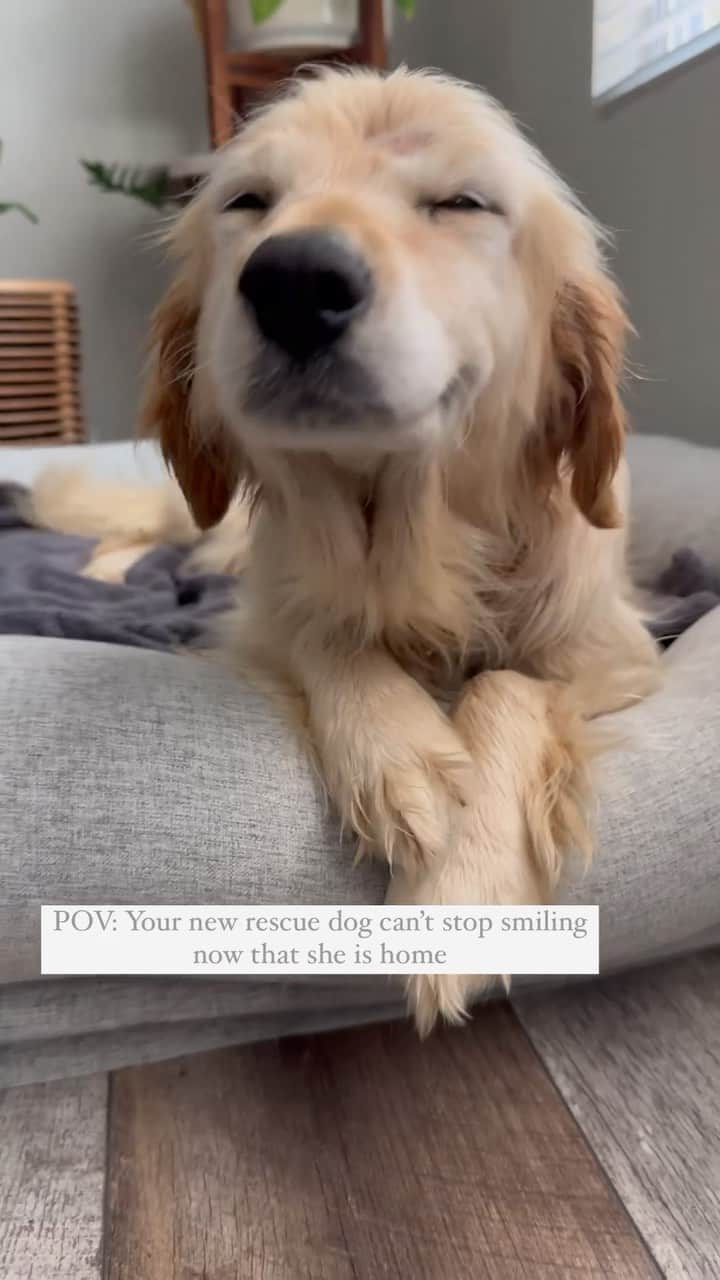 DogsOf Instagramのインスタグラム：「@hangingwith_henry says: Watch Kit’s smile turn from a nervous one to a I know I’m loved” one 💛 Our hearts are mush, what about yours? #savealife  . . .  #dogsmiling #rescuedog #rescueismyfavoritebreed #savealife #cutedog #dogsofinstagram #whorescuedwho #whorescuedwhom」