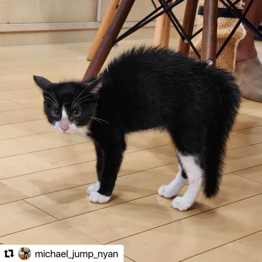 【公式】いぬのきもち・ねこのきもちのインスタグラム：「#Repost @michael_jump_nyan さんのルイくん。  「やんのかこら」  見事に逆立って勇ましい😆  マイケル兄ちゃんに 負けずすくすく育って💕  ハッシュタグ #いぬのきもち #ねこのきもち に投稿いただいた可愛い写真をご紹介しています！ 「いぬのきもちWEB　MAGAZINE」、「ねこのきもちWEB MAGAZINE」でもご紹介させていただくことも！  -------------------  .  #ねこ #猫  #ねこすたぐらむ #ねこのきもち #ねこ好き #ねこと暮らす #ねこ好きさんと繋がりたい #猫好きな人と繋がりたい #猫がいる生活 #猫と暮らす#猫好き #cat #catstagram #catsofinstagram #cats_of_instagram」