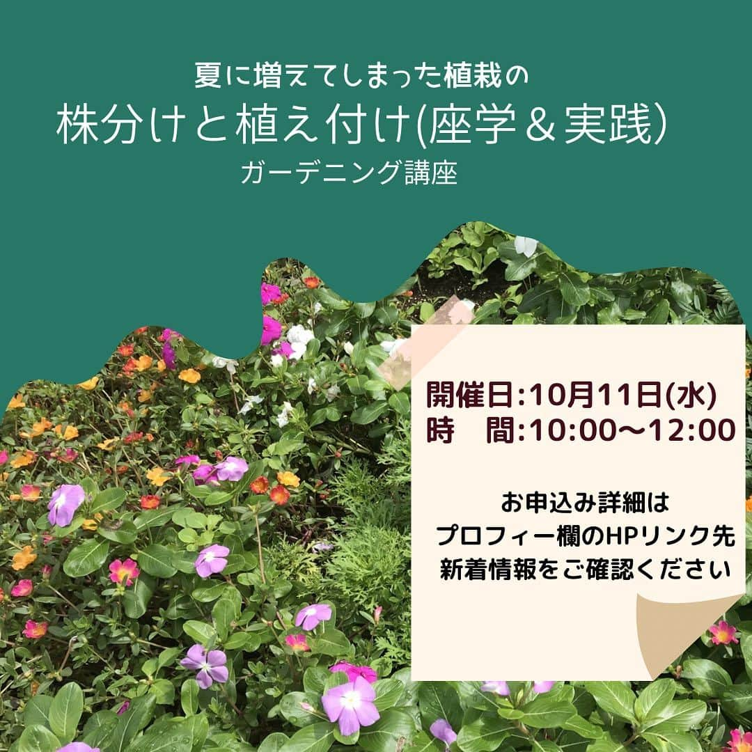 道の駅やちよさんのインスタグラム写真 - (道の駅やちよInstagram)「\ 10月ガーデニング教室開催決定 /  10月11日(水)10:00〜12:00 夏に増えてしまった植栽の 株分け＆植え付けを学びます。  ▶️9月17日(日)9:00からWEBにて申込開始です（先着順）詳しくは当センターHPにてご確認ください。  #道の駅やちよ　#農業交流センター　#ガーデニング教室　#八千代市　#お#ガーデニング　#花好きな人と繋がりたい」9月16日 10時05分 - michinoeki_yachiyo090720