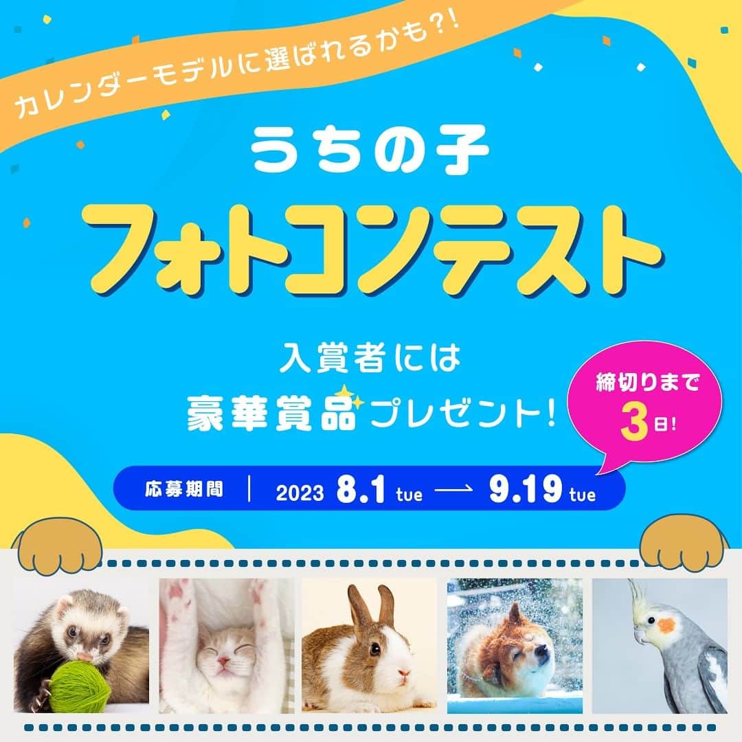 のインスタグラム：「#うちの子フォトコンテスト2023　締切まであと3日！  早いもので残すところあと3日となりました！ この投稿でフォトコンテストを知った！という方にもチャンスがあります📸  うちの子の写真があれば、どなたでも参加可能です！ まだまだたくさんのお写真お待ちしております💖  ▼詳細はストーリーズから▼ @ipet__ins  【うちの子フォトコンテスト2023】  https://www.ipetclub.jp/fun/calendar/2023  #うちの子フォトコンテスト2023　#アイペット　#ipet #ふわもこ部　 #わんすたぐらむ　 #にゃんすたぐらむ #エキゾチックアニマル　 #爬虫類のいる生活」