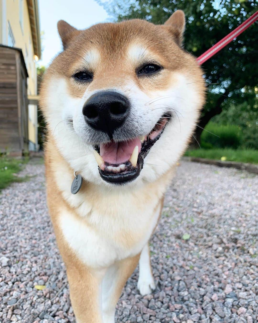 ?Fricko the Shiba Inu?さんのインスタグラム写真 - (?Fricko the Shiba Inu?Instagram)「Hehe😆long time no see humans😆 🐾 🐾 🐾 #Fricko #🐶 #☀️ #shiba #shibainu #dog #柴犬 #赤柴  #dogoftheday  #weeklyfluff #aww  #puppies」9月16日 1時31分 - umigiva