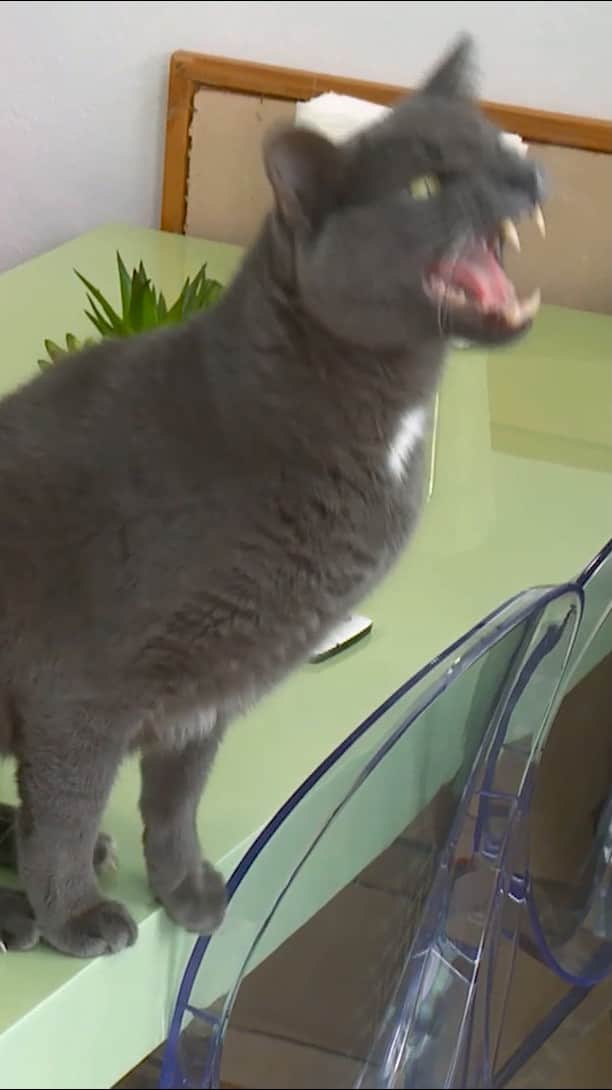 アニマルプラネットのインスタグラム：「Jackson Galaxy can count on one hand the number of times he's seen a cat do this...😼 #MyCatFromHell #JacksonGalaxy #cat」