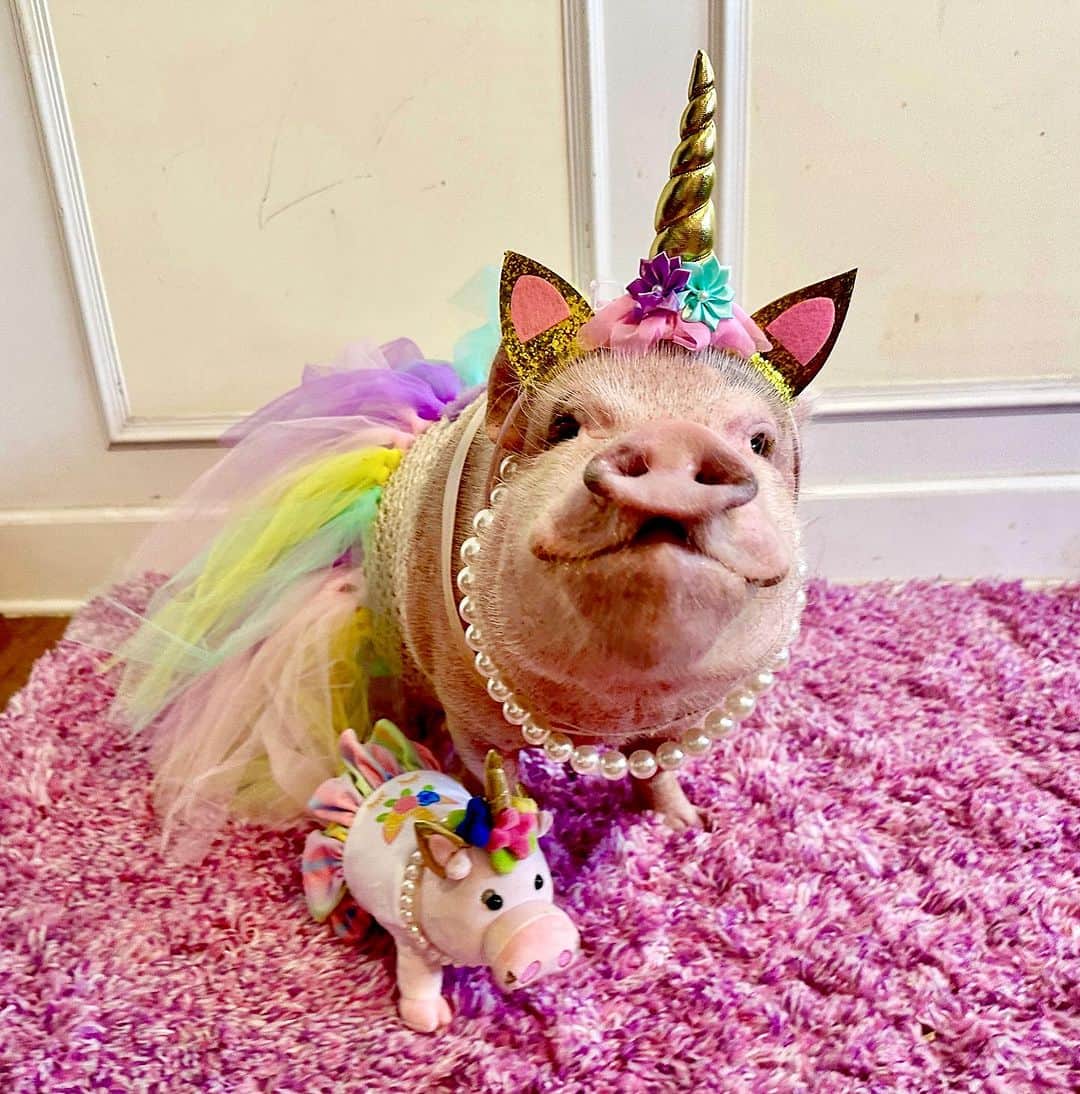 Priscilla and Poppletonのインスタグラム：「TODAY IS THE LAST DAY to get your Prissy Unicorn Plush to help support our friends over @prissyandpops_helpinghooves. Don’t you or someone you know want an adorable mini me that supports a good cause? It would make a PIGTASTIC Christmas gift. Get yours at the LINK IN OUR BIO.🐷💗🦄 #PrissyUnicorn #PrissyandPop」