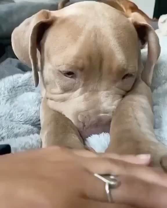 のインスタグラム：「🐶 LINK IN BIO - Get All these Dog Products for 50% OFF ❤️ Sale Ends Soon ⏳ ✨Press link in @pitbullsfans__ Bio to Shop ✨ ⭐️ SAVE 50% Off Limited Time Only! @pitbullsfans__  🌍 Worldwide Shipping - Credit: @gabriellaborrero   All the videos, songs, images and graphics belong to their respective owners and this account doed not claim any right over them.」