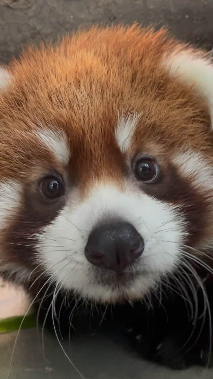 San Diego Zooのインスタグラム：「Our new little pumpkin spice addition has a name. Meet Pavitra which means “Sacred” in Nepali. ❤️  Adira’s three-month old red ball of energy has been keeping mom’s paws full as she learns to climb and explore on her own in the den. The curious little cub has only made a few brief appearances on habitat, but WCS’ expect her to continue branching out in the coming weeks.   #RedPanda #PumpkinSpicePanda #LittleRed #SanDiegoZoo」