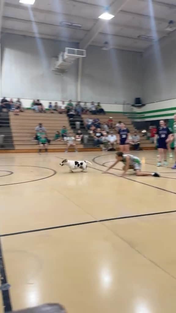 DogsOf Instagramのインスタグラム：「And the MVP of the game goes to… @appapparelco 🐶🏆🏀Fetched with permission from @appapparelco   . . . #naughtydoggy #dogswillbedifs #basketballdog #mvp #mvpdog #doggram #dogsofinstagram」