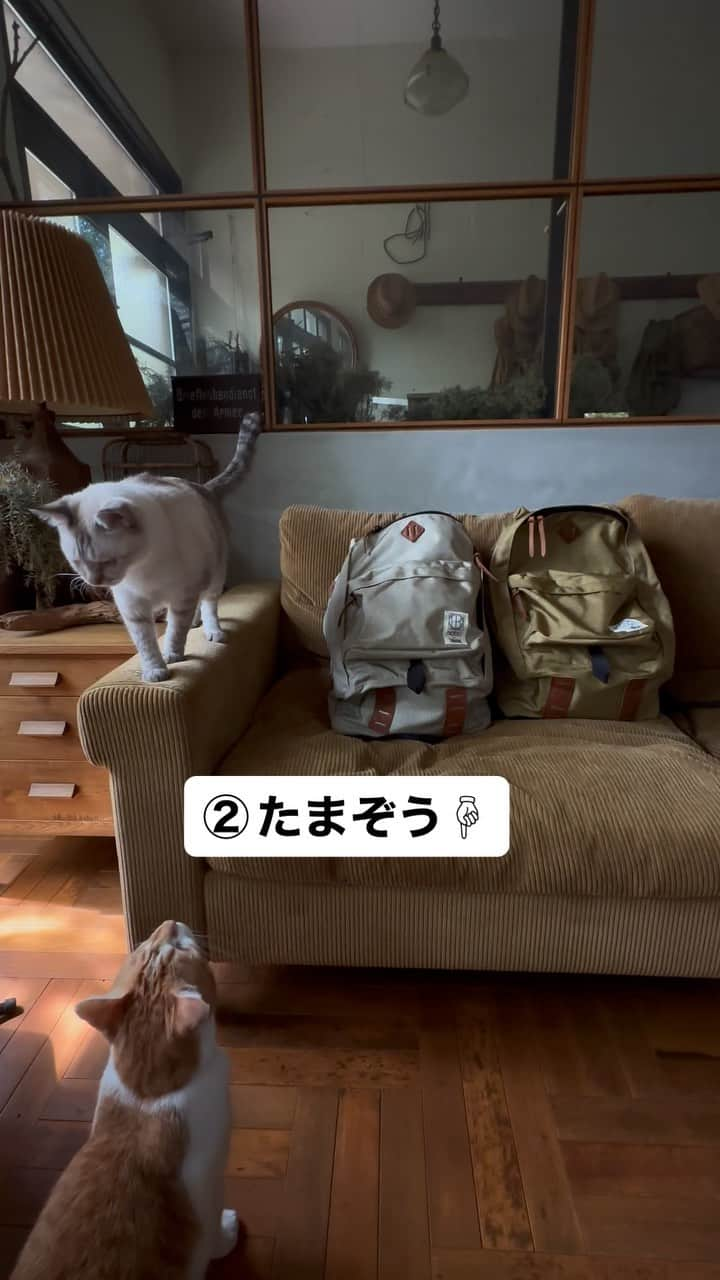 唐津裕美のインスタグラム：「②一方、慎重派の元野良猫ボスたまぞうは絶対入らない😂  #hoboTRUCKコラボバックパック  #玉造 #たまつくりと書いてたまぞうと読む #保護してから1年くらいは大暴れで大変だった元野良猫ボスたまぞう  #trucknest  #truck保護猫保護犬  #ペットショップにいくまえに  #truck不幸なワンニャンがいなくなりますように🐈」