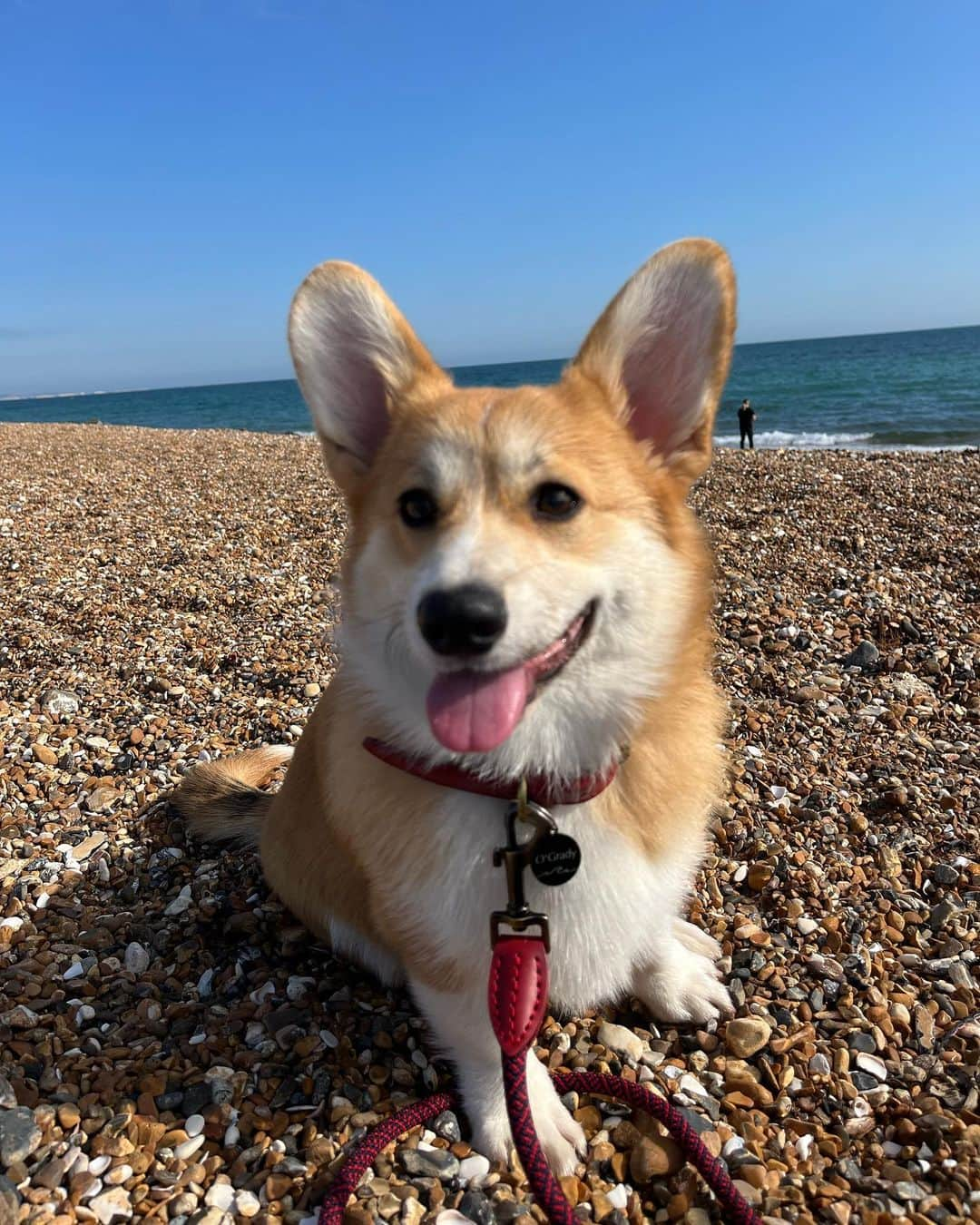 メラニー・サイクスさんのインスタグラム写真 - (メラニー・サイクスInstagram)「Me and my boy Porchie on a day trip to the seaside. Such a beautiful day for taking pics😍   I've got a big edit to do, so many photos. 📸🐾❤️🤸🏽‍♂️  Hope you had a good one peeps 💛  #happyfriday #lancingbeach  #blessed #corgi  #porchie  #puppylove #sussex」9月16日 5時09分 - msmelaniesykes