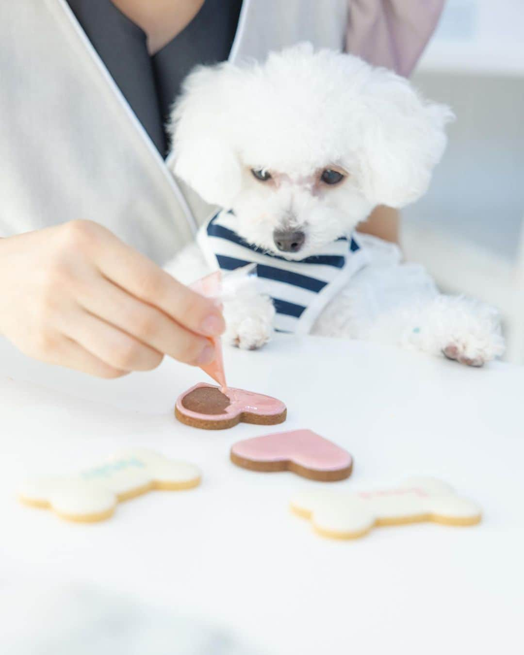 日本サロネーゼ協会さんのインスタグラム写真 - (日本サロネーゼ協会Instagram)「. . わんちゃん用の アイシングクッキーが学べます♩  アイシングクッキーを作る様子が、 気になって仕方ない様子🐶♡  クッキーもアイシングクリームも、 わんちゃんが大好きなお味です。  ラッピングして、 プレゼントや販売用にも おすすめです✨  販売のノウハウも、 講座でお伝えいたします☺️  #ドギーデコスイーツ認定講座  #ドギーデコスイーツ  #犬おやつ手作り  #わんこのいる生活  #ワンスタグラム  #わんこ部  #多頭飼い #トイプー姉妹 #といぷーどる部  #といぷーどる  #犬用スイーツ #いぬバカ部  #犬ケーキ手作り  #トイプー2匹」9月16日 5時59分 - japan.salonaise.association