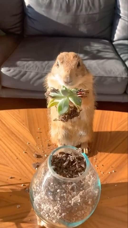 Earth Picsのインスタグラム：「@poppy_the_prairie_dog is often naughty and here’s a compilation to prove it 😂   🎥 @poppy_the_prairie_dog (check out IG)」