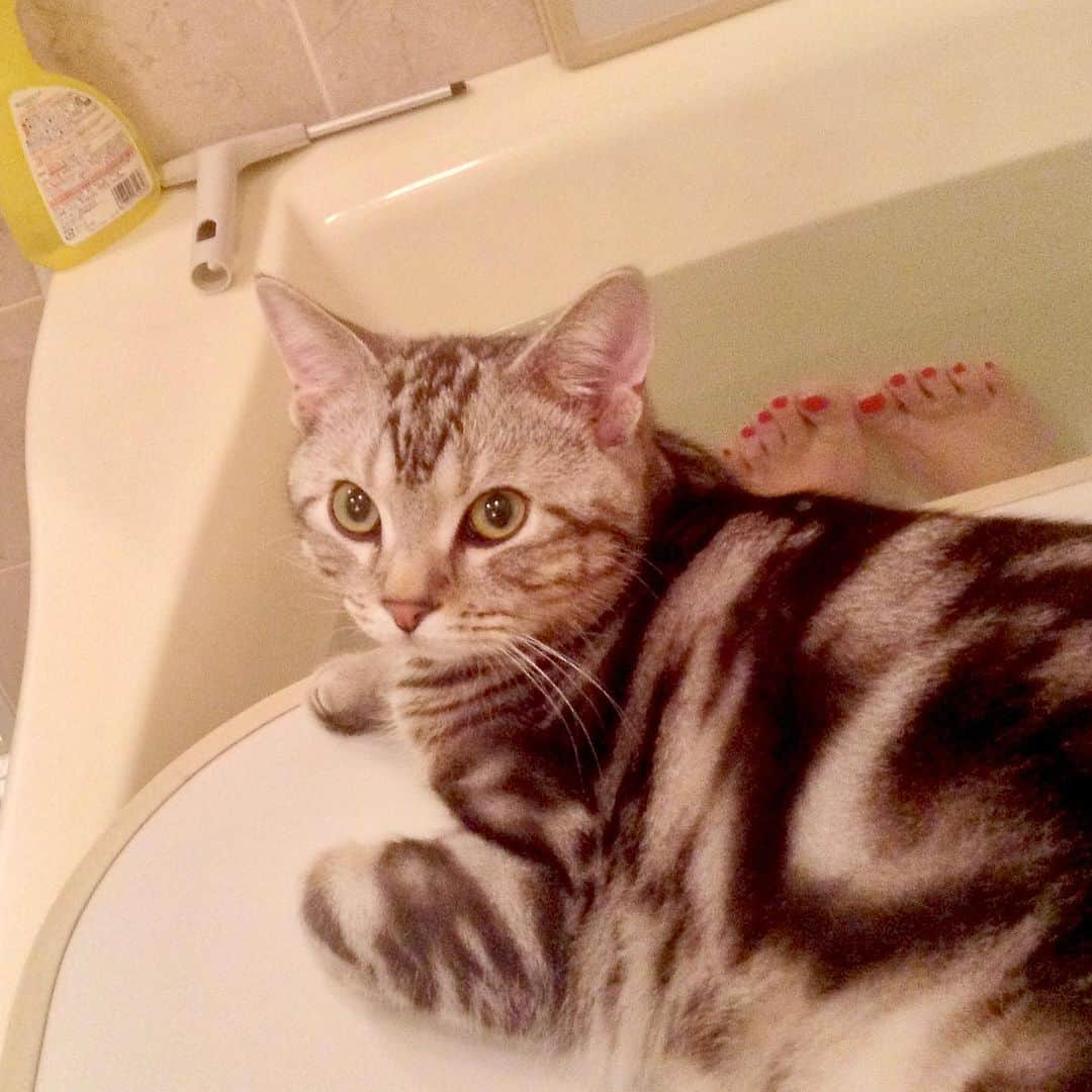 Alain アランさんのインスタグラム写真 - (Alain アランInstagram)「Happy Caturday! Boy Alain. I was 6-7 months old. At that time, he followed his mother to the bathroom when she took a bath.  * 土曜日は蔵出しアラン！子猫時代のアランをお見せしています。ボーイアラン、生後6-7か月の頃。そのころは、アランはママのバスタイムに、浴室までついてきました。 * #2014 #babyalain#PrinceAlain#boyAlain #catstagram #cat_features  #topcatphoto #cutepetclub #catsofinstagram #cats_of_world #excellent_cats #catstocker  #bestmeow #bestcats_oftheworld #INSTACAT_MEOWS #peco #animalsco #mofmo #みんねこ #ふわもこ部 #ねこのきもち #アメショー #猫 #猫好きさんとつながりたい #nekoclub #にゃんグラム #アメショ」9月16日 7時29分 - alain_cat