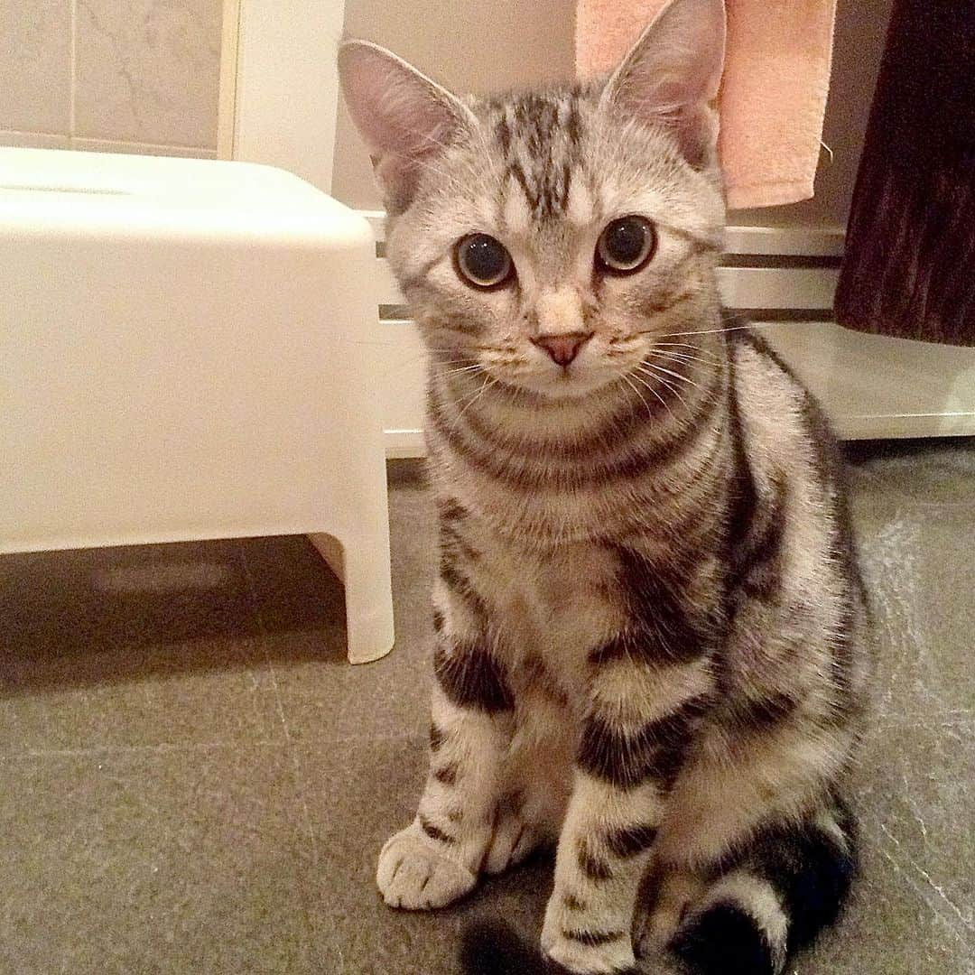 Alain アランのインスタグラム：「Happy Caturday! Boy Alain. I was 6-7 months old. At that time, he followed his mother to the bathroom when she took a bath.  * 土曜日は蔵出しアラン！子猫時代のアランをお見せしています。ボーイアラン、生後6-7か月の頃。そのころは、アランはママのバスタイムに、浴室までついてきました。 * #2014 #babyalain#PrinceAlain#boyAlain #catstagram #cat_features  #topcatphoto #cutepetclub #catsofinstagram #cats_of_world #excellent_cats #catstocker  #bestmeow #bestcats_oftheworld #INSTACAT_MEOWS #peco #animalsco #mofmo #みんねこ #ふわもこ部 #ねこのきもち #アメショー #猫 #猫好きさんとつながりたい #nekoclub #にゃんグラム #アメショ」