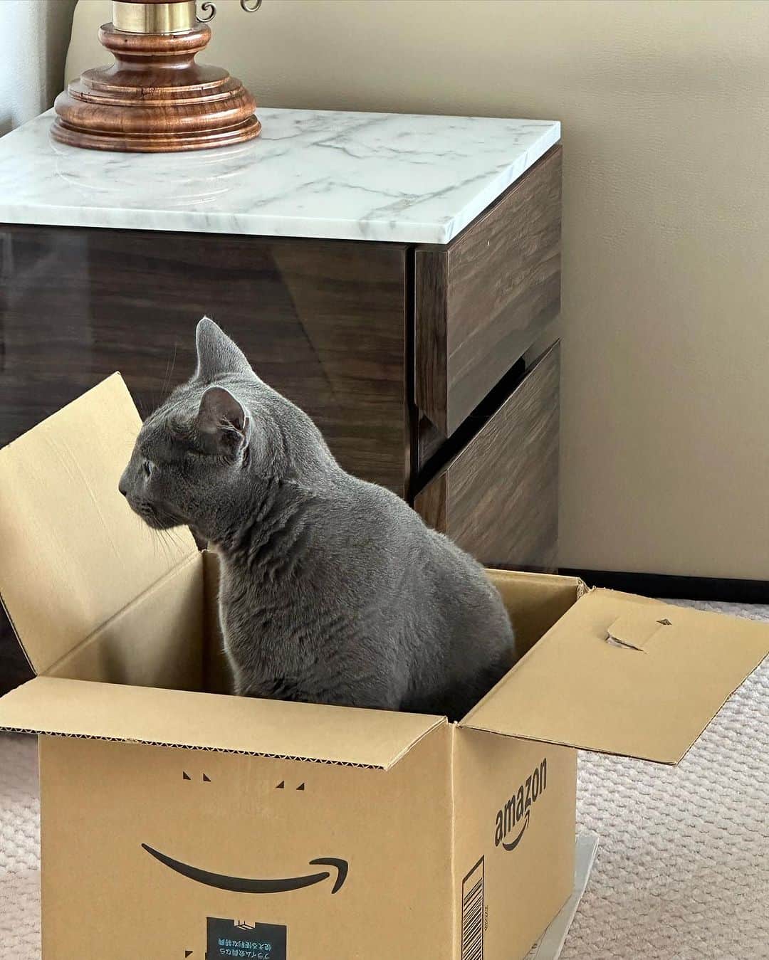 長野智子さんのインスタグラム写真 - (長野智子Instagram)「おはようございます☀  静かに箱の取り合いが続く朝。。🐱  よい週末をお過ごしください😃  #amazon の箱 #入りがち #猫あるある」9月16日 8時11分 - naganotomoko
