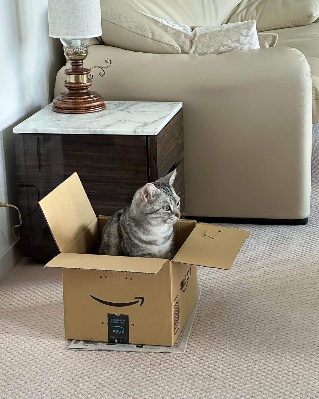 長野智子のインスタグラム：「おはようございます☀  静かに箱の取り合いが続く朝。。🐱  よい週末をお過ごしください😃  #amazon の箱 #入りがち #猫あるある」