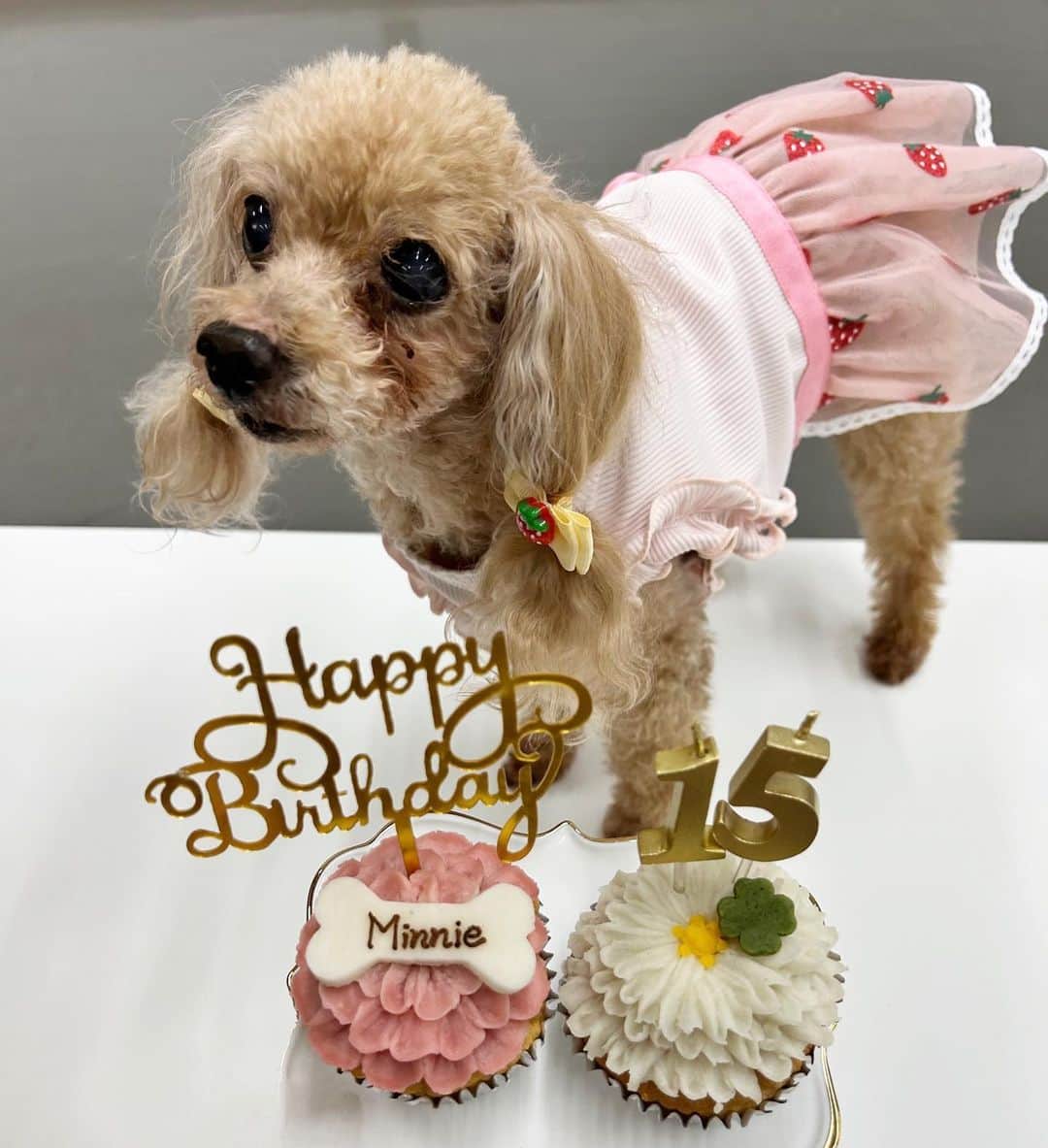 のインスタグラム：「🩷🐩🎂🐩🩷  minnie15歳🐩☕️ honey10歳🐩☕️ 出会ってから今日まで、ずーーっと可愛いね☺️💕  まだまだ赤ちゃんみたいだけど、だいぶ大人だね😌  ミニーとハニーが幸せでありますように💕  #愛犬 #ティーカッププードル」