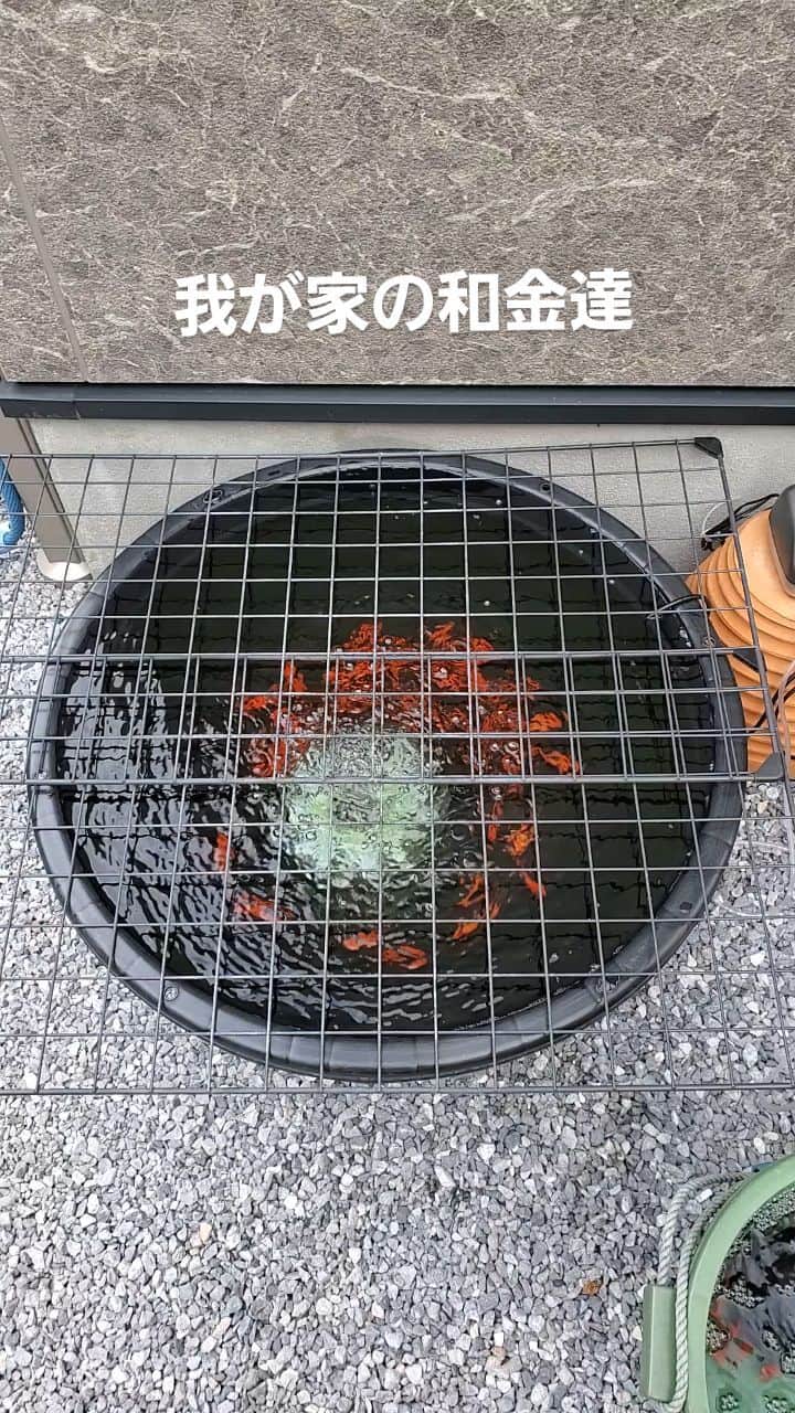 照英のインスタグラム