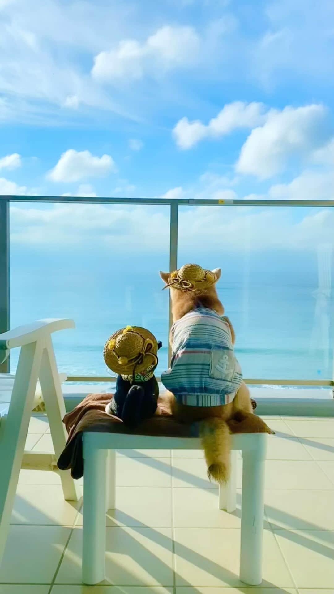 柴犬 けんしろう ゆりあのインスタグラム：「🐶🏖  みなさん素敵な3連休を☺️  雲の流れと波の音 心地よい時間を過ごした 去年9月のけんゆり家旅動画より♡  #海 #波 #雲」