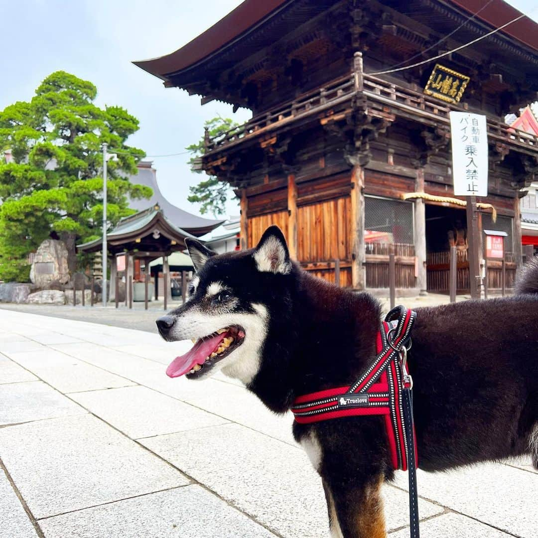 小川博永のインスタグラム：「涼しめで助かる。  #ししまる爺さん  #今朝まる #ししまる #dog #dogs #柴犬 #黒柴」