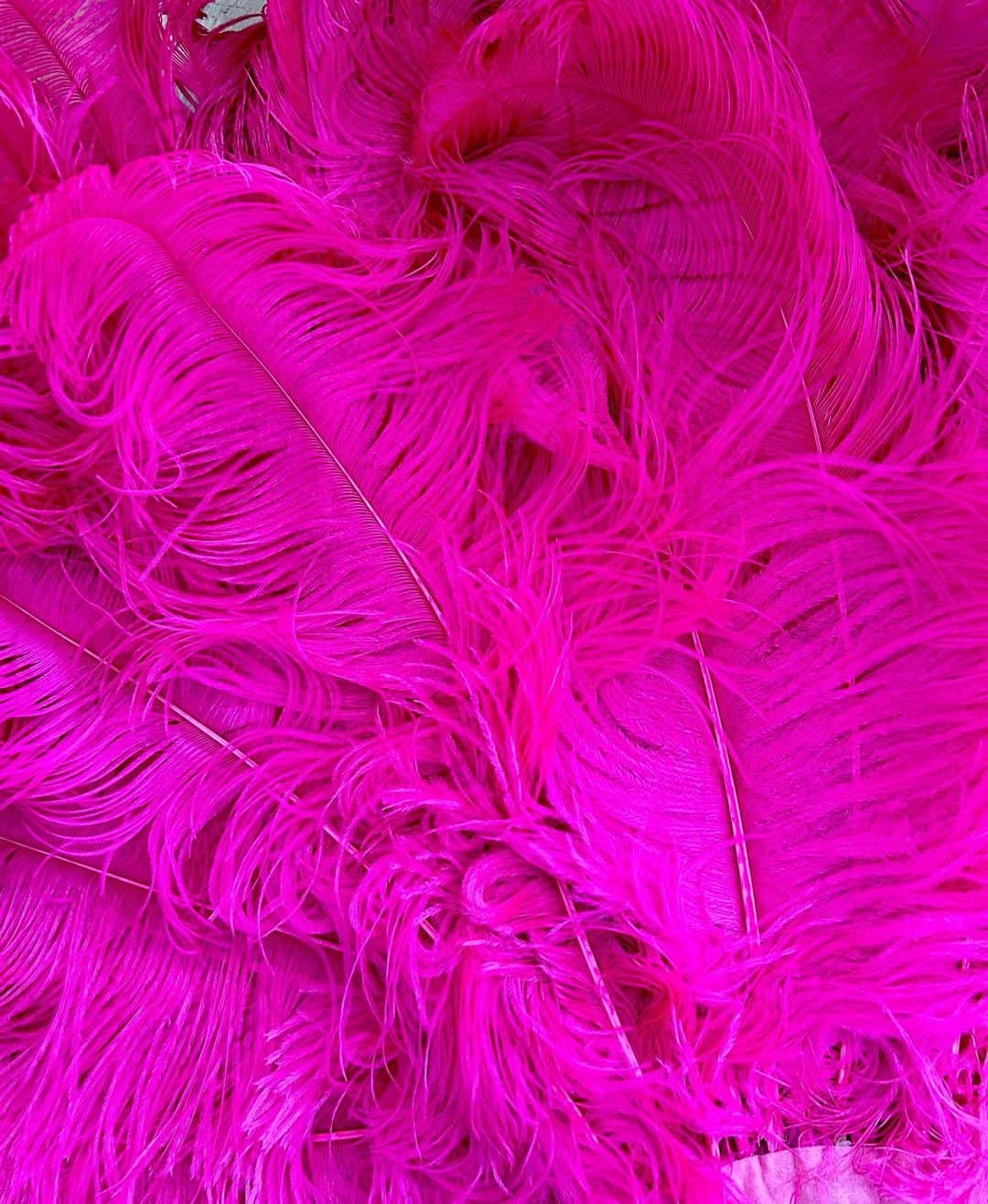 杉山明子さんのインスタグラム写真 - (杉山明子Instagram)「いよいよ、明日は 浅草サンバカーニバル🌈✨  今年は、ピンクの羽をつけて 踊らせていただきます！！  ぜひ、みにきてーー🩷  ※写真は、2014年 『ナニワ da アレグリア』の時の！（だいぶ前やな笑）  🇯🇵浅草サンバカーニバル🇧🇷  9/17（日）＠浅草  サンバチーム『アレグリア』として 浅草サンバカーニバルに参加します！ S１リーグの4番目のパレードとなります。  約20分のパレードで 観ていただく場所によって 通過時間は変わりますが、  スタート（先頭）15：11 ゴール（最後尾）15：35  の予定です！  浅草サンバカーニバル公式サイト https://www.asakusa-samba.org/  チーム紹介 | 浅草サンバカーニバル公式ホームページ https://www.asakusa-samba.org/team.html  開催マップ | 浅草サンバカーニバル公式ホームページ https://www.asakusa-samba.org/map.html  #サンバ　#浅草サンバカーニバル　#浅草  #samba  #asakusa #美脚　#美脚インフルエンサー　#ポージング　#ウォーキング　#アレグリア　#ワンストーリーアワードセントラルファイナリスト」9月16日 8時44分 - akikopeanut