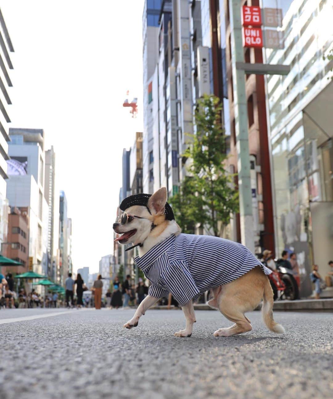 紋次郎さんのインスタグラム写真 - (紋次郎Instagram)「今日、浅草で韓国の人に Real. Dog? と聞かれた🤣 日本人にも本物ですか？とよく聞かれるけど これ結構難しい質問なんだよなあ まず、あなたが見ているものが何だと思ってるかを教えてくれないと答えられない🤣 猫とかぬいぐるみとかおっさんだと思ってたら偽物だしね そんなわけでとりあえず動くとこを写真に撮ってみた🤣 #dog#dogstagram#instadog#chihuahua#barkbox#mydogiscutest#buzzfeed#dog_features#fluffypack#barkpack#dogsofinstagram#犬#チワワ#手作り#handmade#着物#fashion#紋次郎一家#チーム茶#ふわもこ部#igersjp#peco犬部#dogfashion #whisky」9月16日 19時35分 - montjiro