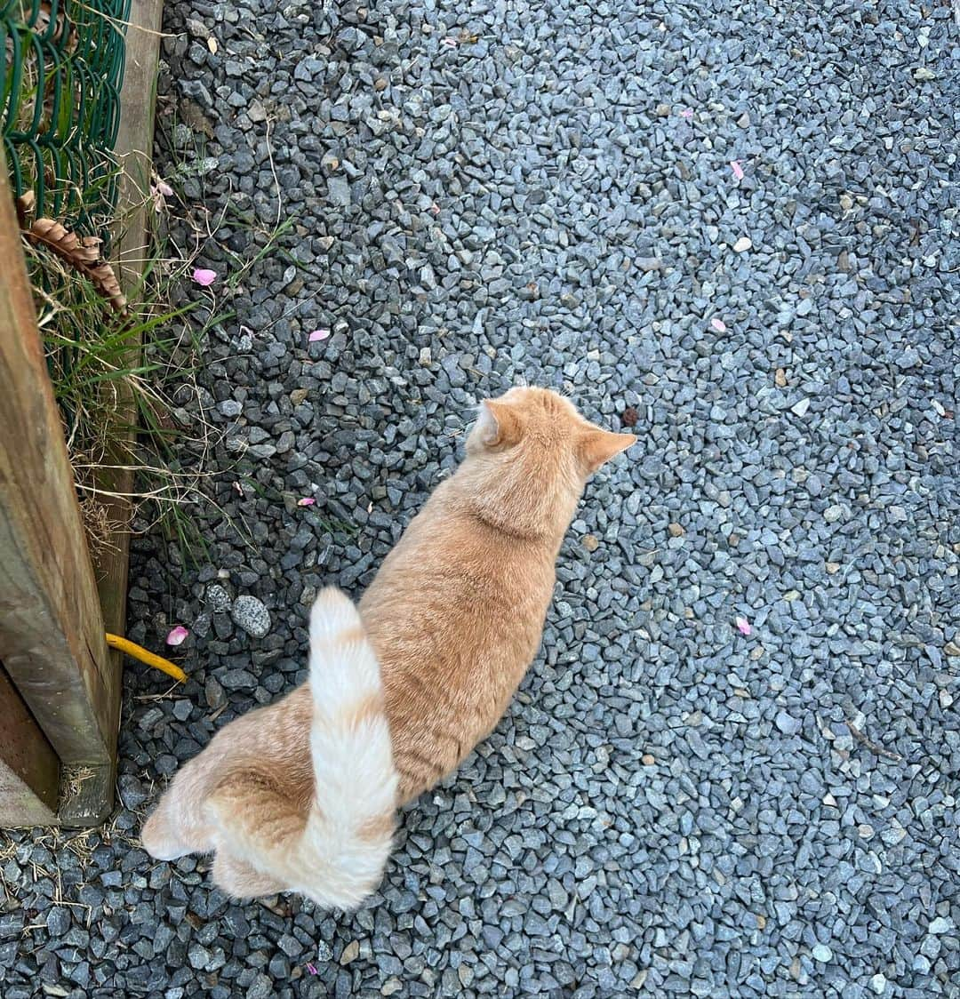 森戸知沙希のインスタグラム：「So cute💗 　 　　 　 犬派だけどね！笑 　 　 #canada #カナダ #カナダ留学 #留学生活 #ねこ #友達の家の猫可愛かった」