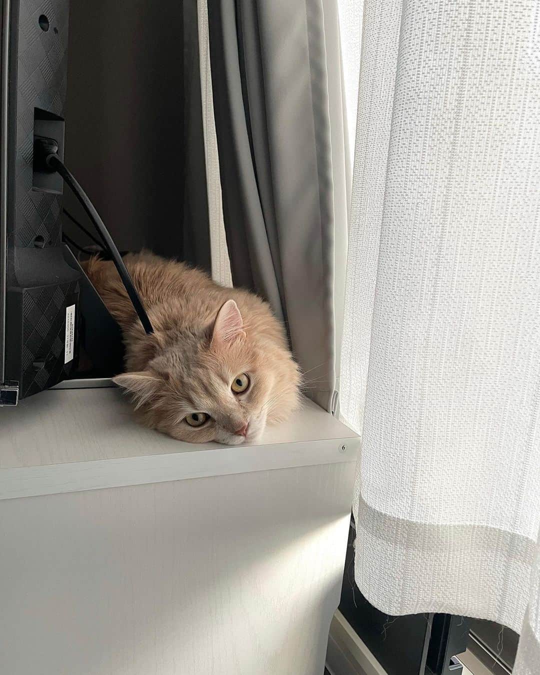 高木美佑のインスタグラム：「. 宝物  　 #猫 #マンチカン #ミヌエット #天使 #宝物」
