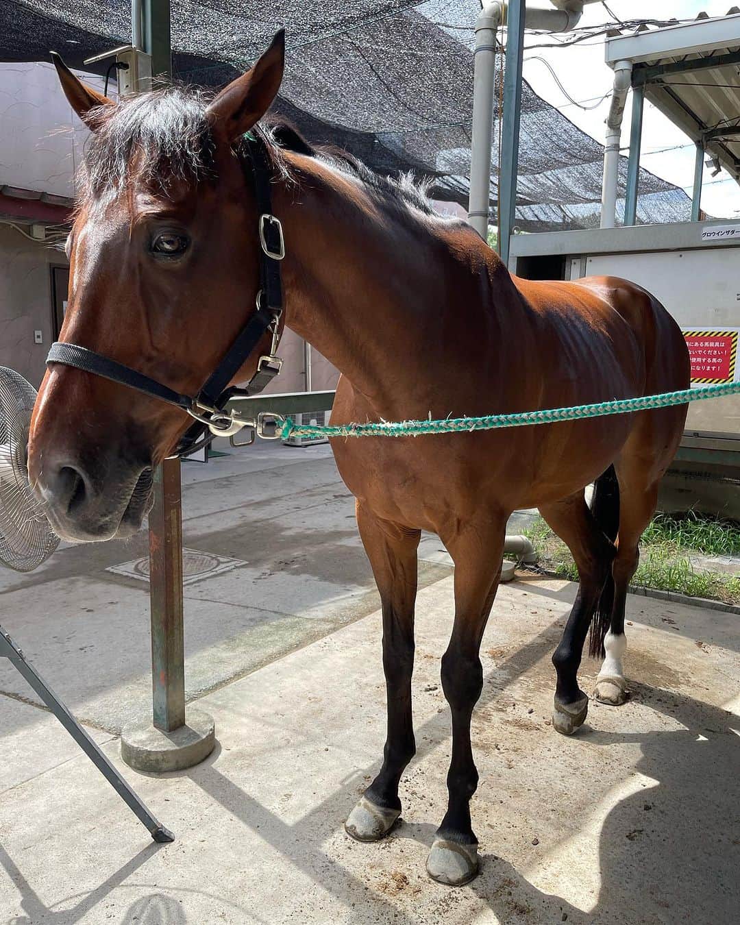 宮島三郎さんのインスタグラム写真 - (宮島三郎Instagram)「さぶっちです。 ハーレーダビットソンとかけまして、乗馬の体感速度とときます。 馬力が違う。 #違うか #ねずっち」9月16日 18時44分 - saburo0804