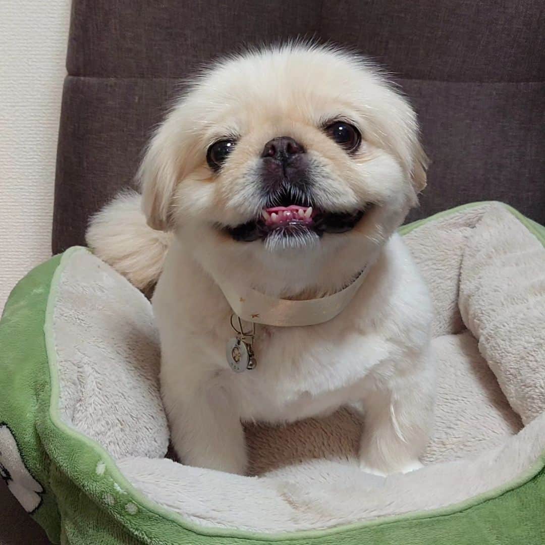 Kukkaのインスタグラム：「さっぱりさん #ペキニーズ」
