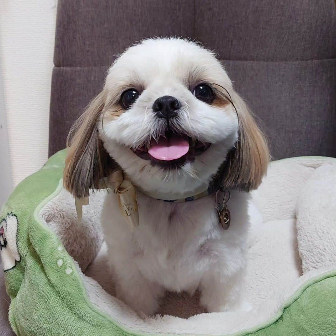 Kukkaのインスタグラム：「スッキリさん #シーズー  なんか笑顔の圧が強いなぁ(*´-`)」