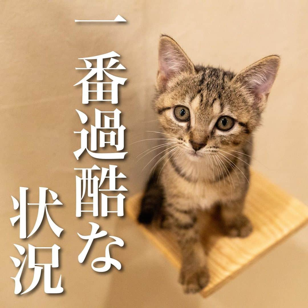 猫カフェきぶん屋さんのインスタグラム写真 - (猫カフェきぶん屋Instagram)「1番過酷な状況  よゐこ濱口さん、個人的に好きなのですが何十年前のテレビ番組を観ていると今の時代ではできないような企画をしてますね。  1番過酷なロケが意外とスケルトンハウスで24時間6畳の透明の部屋でいつでも誰でも見られる生活をするというもの。 夜中にガンガン壁を叩かれたこともあるそうです。 その時のコメントを引用させてもらいますと  『AbemaTV（アベマTV）にて20日に放送された『芸能義塾大学』で、よゐこ・濱口優がこれまでの経験から「過酷ロケBEST5」を発表した。  　1位は『いきなり！黄金伝説』の「スケルトン生活」だ。これは、お台場の人が集まる場所にアクリル板で作られた6畳ぐらいの部屋に常に人の目に晒される状態で住むというもの。トイレは外でやってもいいが、基本的にはここで生活する。夜中に「輩」が来たりする。この時、金魚の水槽をコンコン叩いたらいけない、という金魚の気持ちが分かったそうだ。中にいるとうるさくストレスになる。その音はまるでハンマーでたたかれたような音になる。濱口はストレスで死ぬのが分かったという。』  金魚の気持ちがわかった、そんな視点はこんなロケしないと自分ごとにならないですよね（汗）  24時間ではないですがペットショップも同じような状況。 寝ているのに抱っこしてみたいと言われたら起こされたり、店によってはトイレがなく床にする構造だったり。 僕なら鬱になります。  動物愛護法で新たにケージの広さは定められて身体的な不自由さはそこまでないかもしれませんが、精神的な不自由さは恐ろしいもの。 洋服のように展示して販売するということもそろそろ時代遅れだよ、という議論も国でしてもらいたいところです。 予約販売にして生まれるまで待つということで消費者の衝動的な買い方も少なくなるのではないでしょうか。  いろいろな立場がありなかなか急には前には進みませんが、すぐに変えられるのは消費者の意識。 展示されている犬猫を「かわいい🩷」とか言ってるその人の気持ちも分かりますが、犬猫の立場になった時にその景色はどう映るのか。 想像すること、相手の立場になって考えること、大事ですね。  僕自身、まだまだ伝える力が足りなくてもどかしい日々を送っていますがとにかく一歩ずつ前へ。 動物に優しい国にするためには一人ひとりの変化から。  🙏皆様にお願い🙏  いいねだけでなく、右下の保存ボタンを押してもらえると嬉しいです。  すごい勢いでフォロワーさんが増えて、情報が届けやすくなります。  ベジニャンシリーズ食べて応援してください🍛🍜🍝 https://kenkoshukan.stores.jp/  リラポ申請で10%還元中‼︎  https://relapo.jp/products/shop/kaetemiyou  プロフィールのハイライトから進めます‼️   お店のご来店は完全予約制にしておりますのでメッセージかお電話ください😊 兵庫県宝塚市、阪急小林駅より徒歩6分   #猫　#ねこ　#ネコ　#保護猫　#猫動画 #保護猫と暮らす　#保護猫を家族に　#ねこのいる生活　#ねこのいる幸せ　#ねこちゃんホンポ　#ねこすたぐらむ　#にゃんすたぐらむ」9月16日 18時55分 - nekocafekibunya