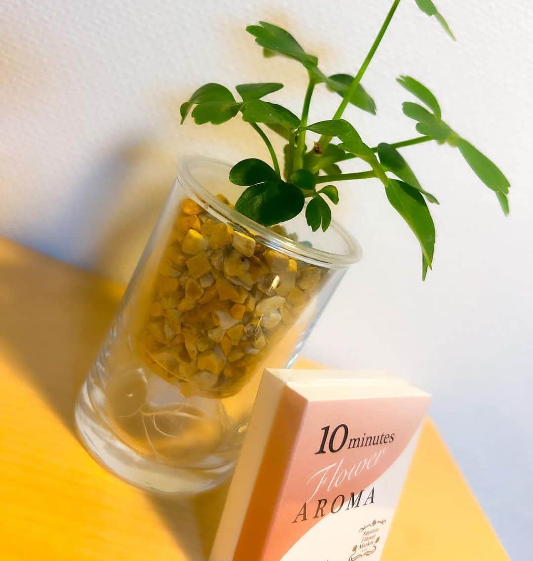 のインスタグラム：「_  おちおたんに可愛い葉っぱちゃん いただいて飾った🌱 ちっちゃくてとってもかわいい☺️るん  2枚目は、かのんにいただいた 良い香りのするアイマスク🫧  ケアand癒しグッズは とてもありがたいー！！ 嬉しいなあ、ありがとう💓  @ochiooo914  @kanon_nontann   .」