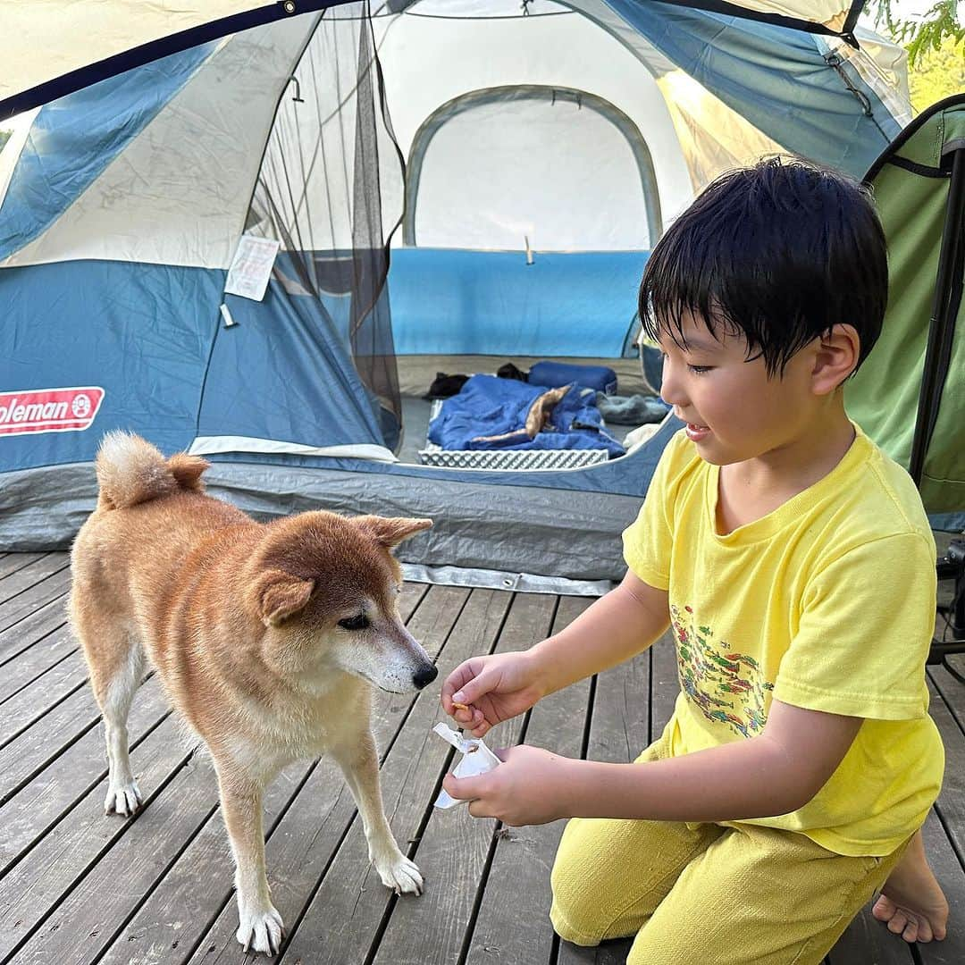 Out Tail さんのインスタグラム写真 - (Out Tail Instagram)「あずきファミリーがキャンプ場に初登場⛺️ 眺めの良いサイトでキャンプを楽しんで下さい‼️ またのお越しをお待ちしております🙇‍♂️  #館山 #手作りキャンプ場 #犬専用　#outtail #dogcamp #平日会員募集中 #フルタイム会員満員御礼 #サブスクキャンプ場 #ドッグラン #ドッグフリーサイト #ワンコキャンプ #outtaildogcamp #犬なしでは生きていけません会#camp #outdoor #アウトドアドッグ#dogcamping #dog_outdoor #ワンコ #dog #doggy #キャンプ」9月16日 19時01分 - outtail.dogcamp