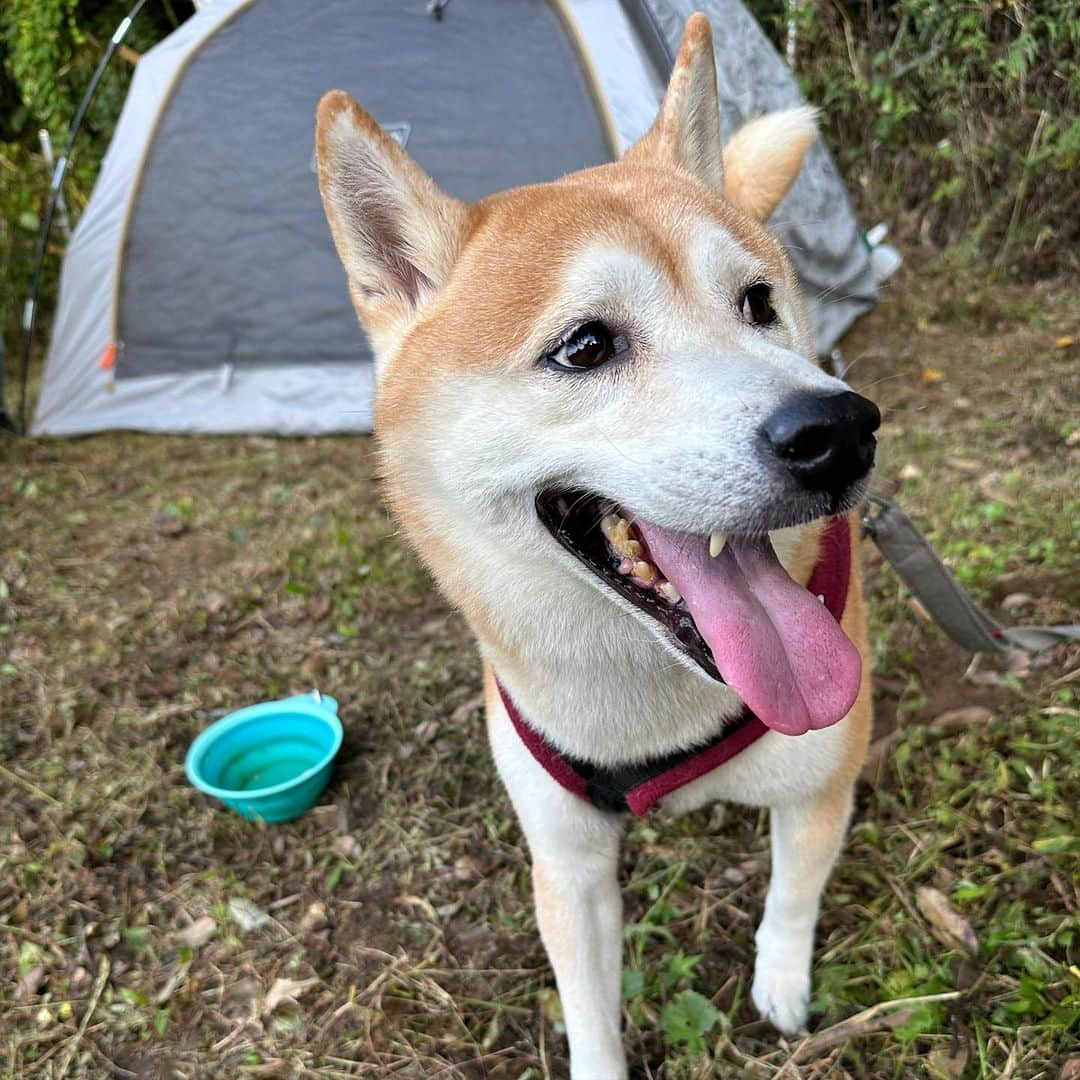 Out Tail のインスタグラム：「ぽん太ファミリーがまたまたキャンプ場に遊びに来てくれました⛺️ 今日は小さなサイトだけど楽しんで下さいね。 またのお越しをお待ちしております🙇‍♂️  #館山 #手作りキャンプ場 #犬専用　#outtail #dogcamp #平日会員募集中 #フルタイム会員満員御礼 #サブスクキャンプ場 #ドッグラン #ドッグフリーサイト #ワンコキャンプ #outtaildogcamp #犬なしでは生きていけません会#camp #outdoor #アウトドアドッグ#dogcamping #dog_outdoor #ワンコ #dog #doggy #キャンプ #柴犬」