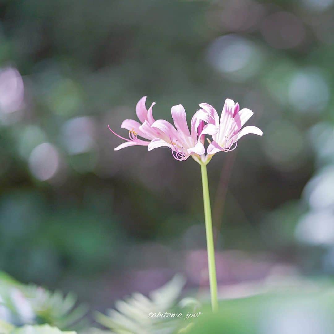 花の写真館のインスタグラム：「Photo by tabitomo.jpn. https://instagram.com/tabitomo.jpn/ . Original Post[投稿いただいたURL] https://www.instagram.com/p/Cvzg_phPBz9/ . 本アカウントは、 #私の花の写真 をつけてInstagramに投稿された皆さまの花の写真や、「花の写真館」Facebookページで投稿された花の写真を紹介します。 「花の写真館」Facebookページは、「 @floral.photograph 」のプロフィールにあるURLからご覧ください。 . ※各種法令、マナー、関係者の指示に従った撮影をお願いします。 *Please ensure that your photography adheres to all relevant laws, etiquette, and instructions issued by authorized persons. ※本アカウントは東京カメラ部がFacebook、Instagramのサービスを利用して運営しているもので、Meta社・Instagramとは一切関係ありません。 . #花の写真館 #floralphotograph #floralphoto #flower #flowers Follow: @floral.photograph」