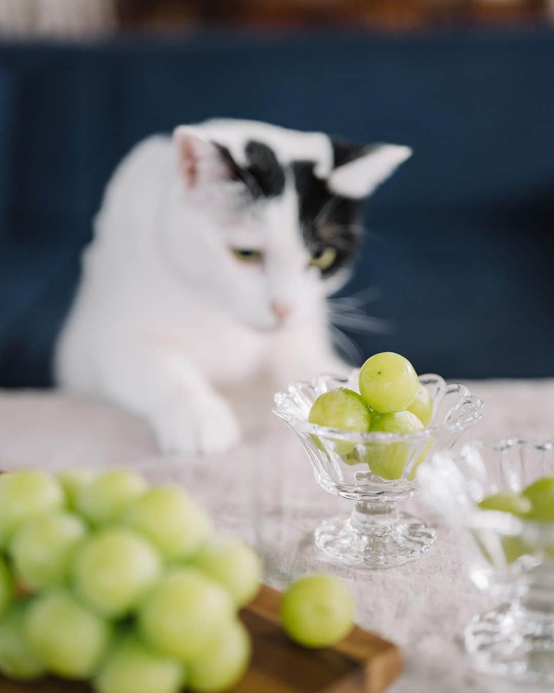 fuka_09のインスタグラム：「⁡ Can I have some ? ⁡ ⁡ #猫との暮らし ⁡ 今年初のシャインマスカット とても美味でした👏 ⁡ ⁡ #Z7ii #Nikoncreators ⁡ NIKKOR Z 50mm f/1.8 S」