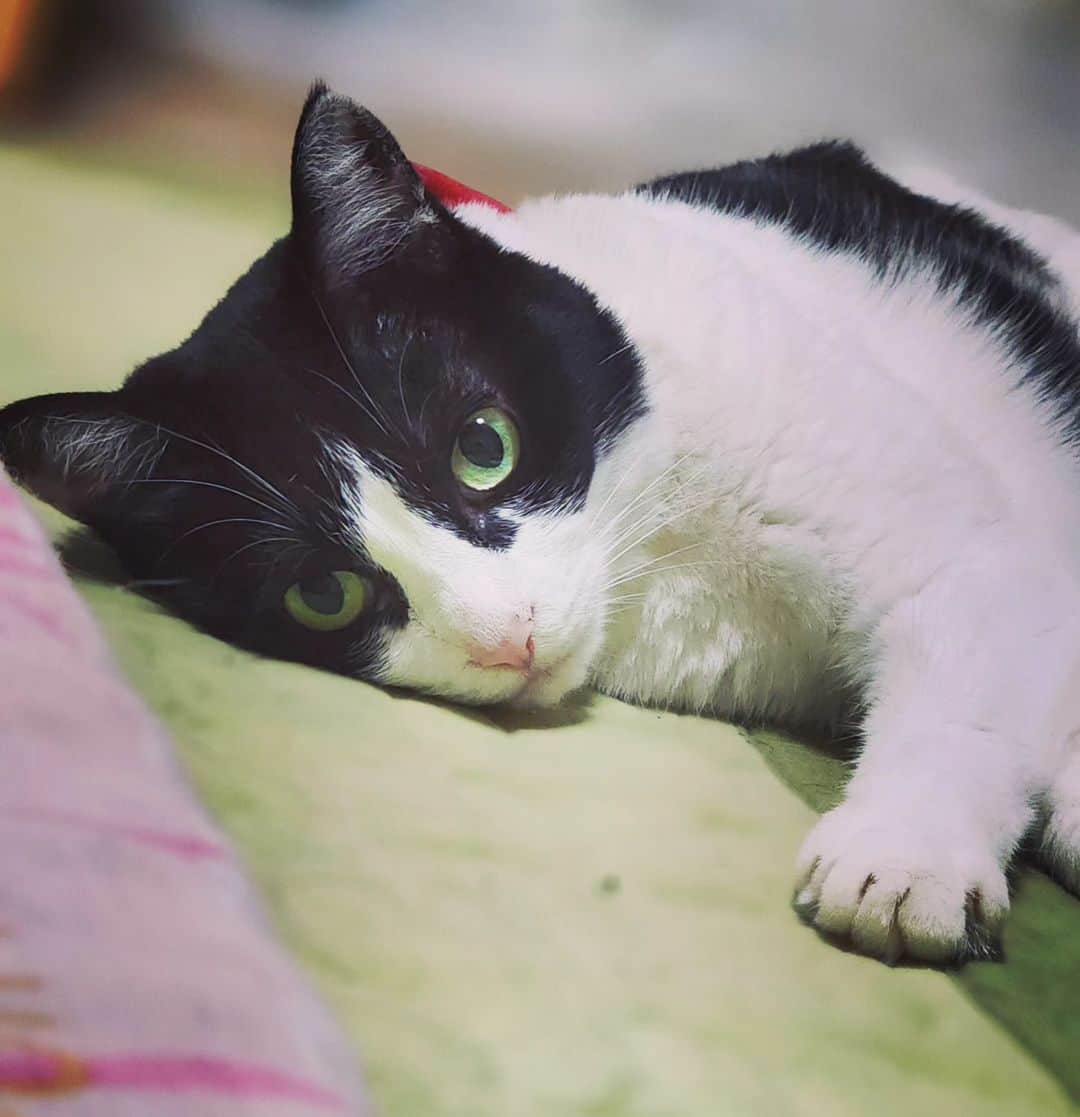 せいのゆみのインスタグラム：「ヘンな顔を撮りたいと思っているのだけど かわいい写真しか撮れない〜(*´∀｀)｡*ﾟ+  にゃーさん美人ね〜 デレデレしちゃうわぁ  #癒やし #ぶんたろうとにゃーねこ #ねこ好き #ねこと暮らす #猫好き #猫好きさんと繋がりたい #猫のいる暮らし」