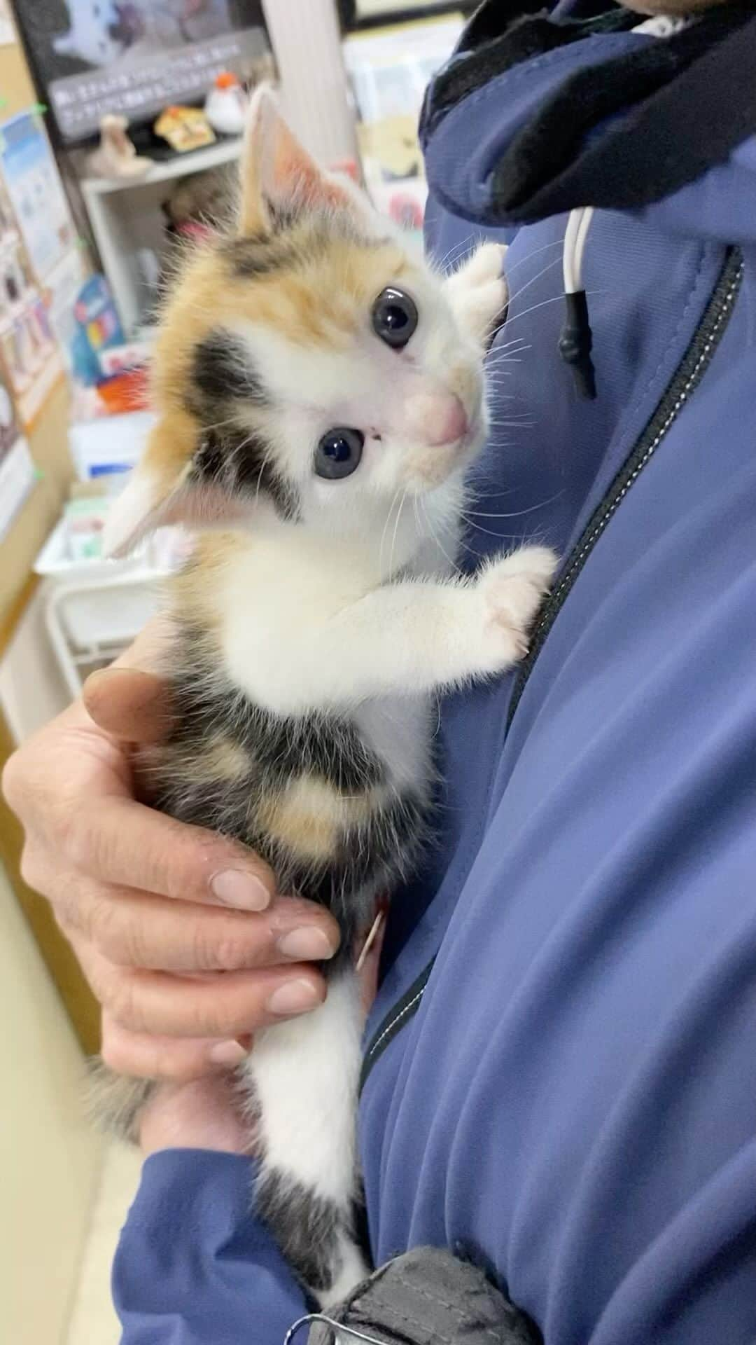 業務田スー子のインスタグラム：「🍼🍼🍼🍼🍼🍼🍼  ブリトー🌯ちゃん 病院で面会してきたYO!!  あーーっ　可愛いっ❤︎(=^ェ^=)❤︎  業務スーパーのコスパの良いおすすめ冷凍食品 まとめ記事を昨日10/15に新しく公開されました♪  https://u.lin.ee/uthSsyT/llwa  ↑↑最新記事です✨( ⁼̴̶̤̀ω⁼̴̶̤́ )✨  追伸。。。。 ＊先日の眉毛スタンプ！連日練習しまくり だいぶまともに押せる様になりました🤣 あれ超使えるわ！良き（笑）  #三毛猫#仔猫#ブリトーちゃん#ブリちゃん#保護猫#ねこすたぐらむ #ねこのいる生活 #猫のいる暮らし #catstagram #catlovers #業務スーパー#業スー#業務田スー子」