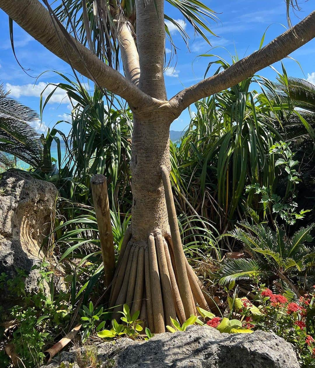 葉加瀬マイさんのインスタグラム写真 - (葉加瀬マイInstagram)「古宇利島🏝️ #okinawa  #沖縄 #오키나와 #코우리섬 #古宇利島」9月16日 11時33分 - m.hakase