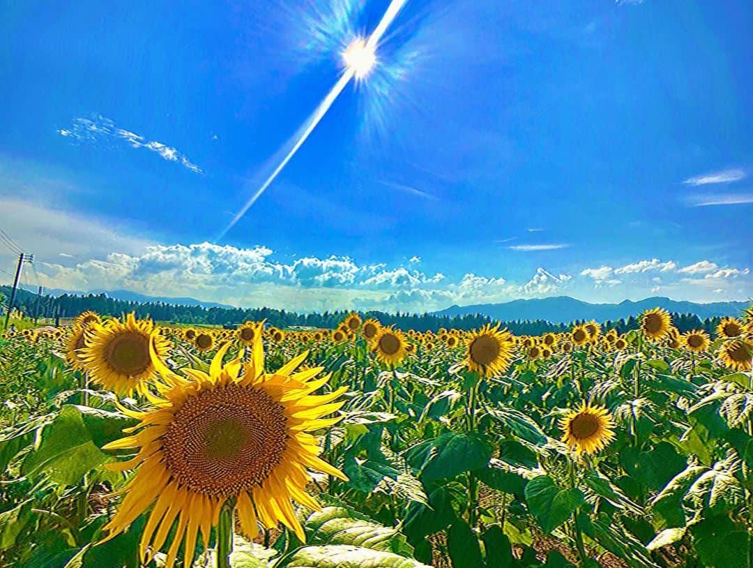 瀬口黎弥さんのインスタグラム写真 - (瀬口黎弥Instagram)「NST新潟総合テレビ「八千代コースター」のレギュラーコーナー「FANTASTICSの新潟100米る」で津南ひまわり畑に行ってきました🌻✌️ この風景に癒されました〜  これからBTTM3名古屋公演2日目です！翔太の故郷。頑張ります👍🏽」9月16日 11時44分 - leiya_seguchi_official