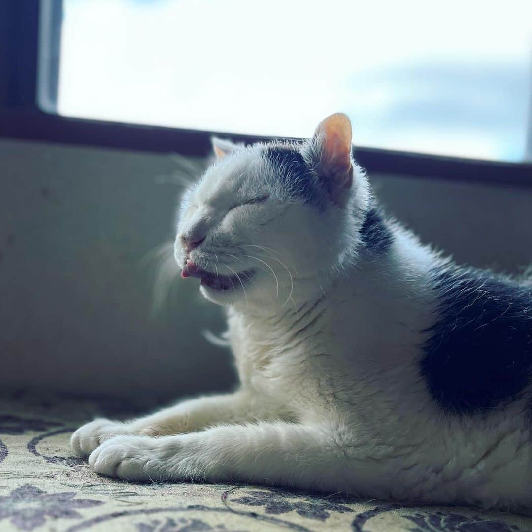 町田康のインスタグラム：「よろしく。」