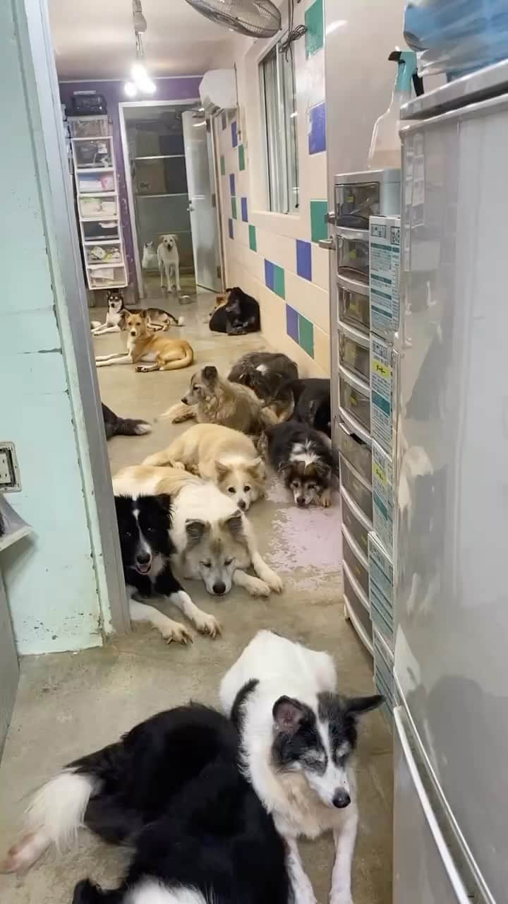 中原絵梨奈のインスタグラム：「3つの部屋を開けっ放しにしても 透明バリアがある 各クラス🐕🐕🐕」