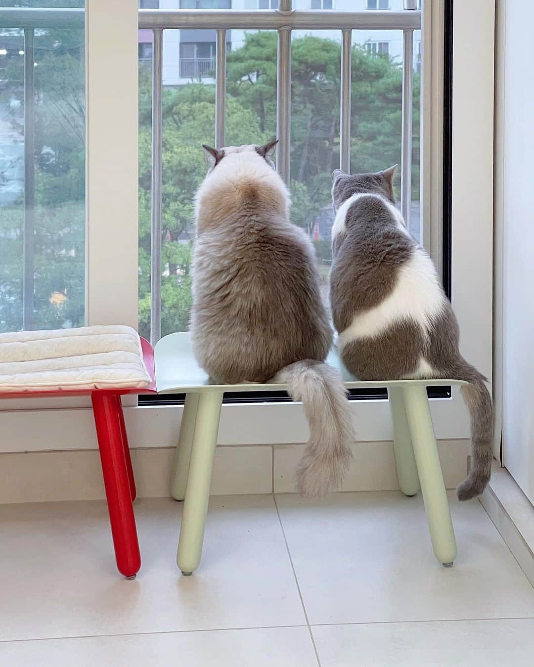 のインスタグラム：「이제 누나 등치를 훌쩍 넘어선 털보🐨 영양실조로 집에 왔던게 엊그제 같은데ㅋㅋ 자알 컸다!!☺️ #cat #토토상회 #토실토실쨔매」
