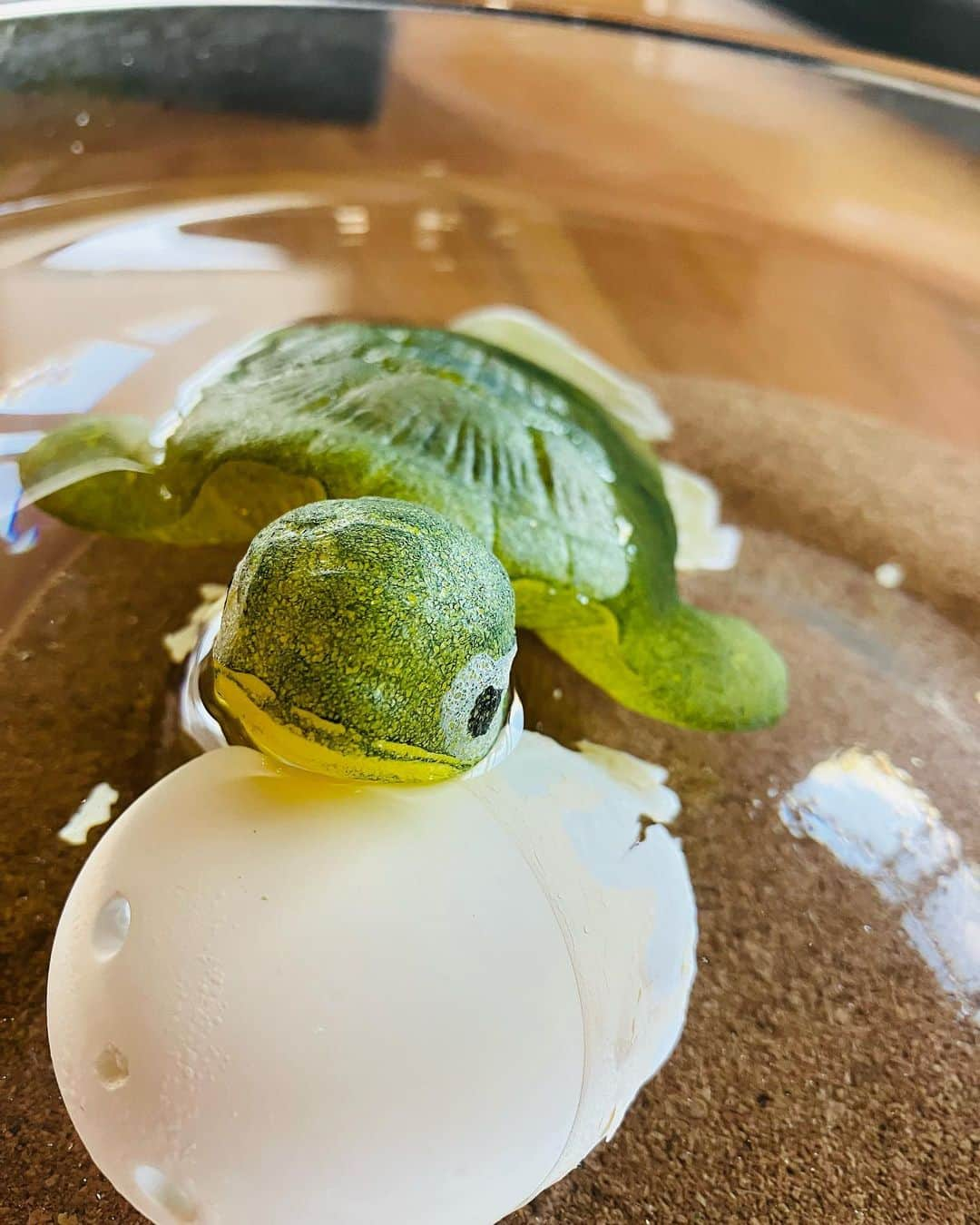 岸谷香さんのインスタグラム写真 - (岸谷香Instagram)「海ガメちゃんはすっかり殻を抜け出して、なんだか寂しそうだったので、娘が小さい頃奄美大島から持ち帰った貝や手造りのお土産を入れてあげました😍 これ、ヤバいケースだよね😅名前つけて、毎日お水変えて、可愛がってしまいそう。。。 娘はもうアメリカに戻ってしまうので、お世話するのは、、、私⁉️😅ま、ツアーや海外で放ったらかしても大丈夫だから、まだいいけど。🙄 #岸谷香 #海ガメ #小さな奄美大島が我が家に❗️」9月16日 14時15分 - unlockthegirls