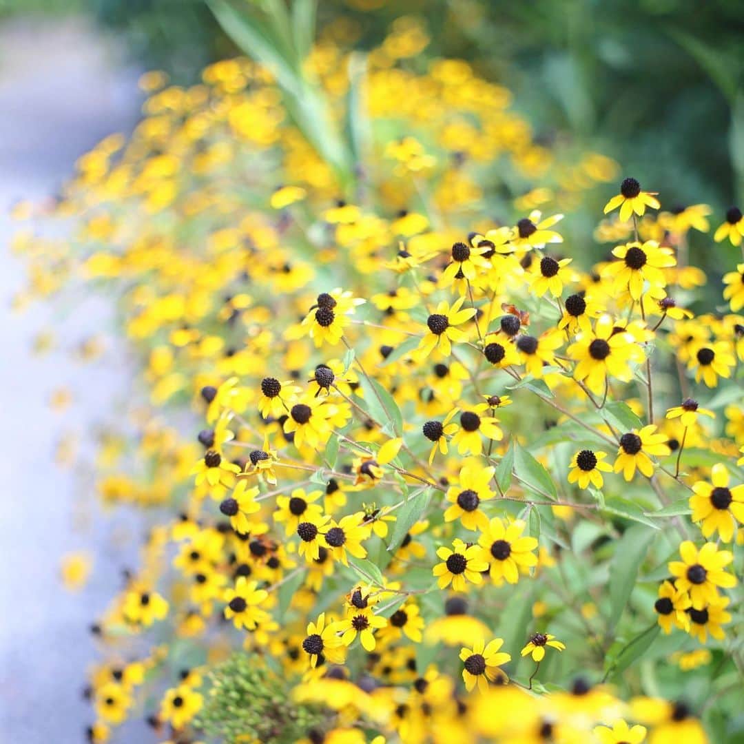kiccyomuのインスタグラム：「☁️ 2023.09.15 Sat #向島百花園  黄色の #ルドベキア 満開🌼📸 いっぱい咲いてました😀  三連休 天気も良さそうで、 （天気の急変はありそうでご注意🙏） 素敵なひと時を🤗  location #東京 ❣️ 📷撮影 2023年9月12日」