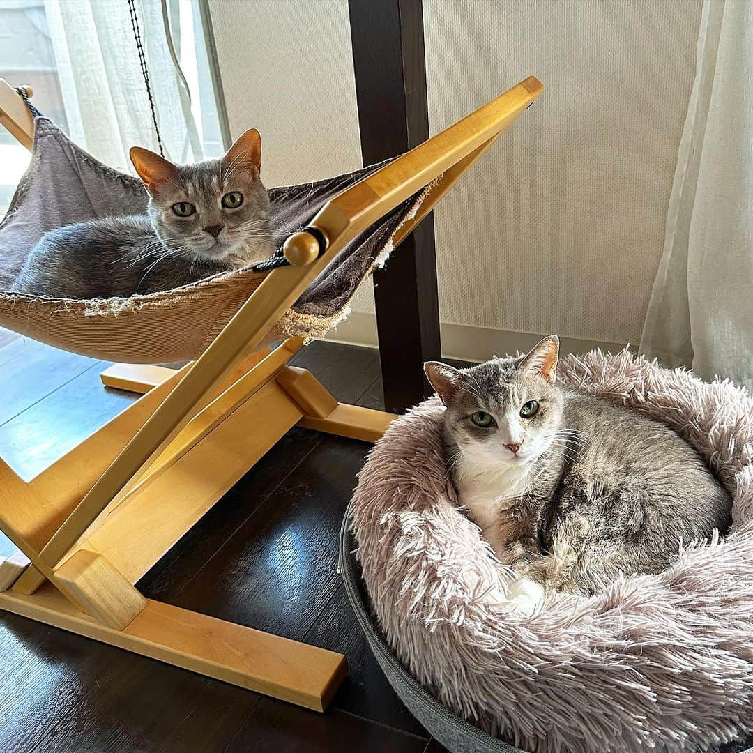 モアレ & クリエのインスタグラム：「揃ってふんにゃりしてるモアクリ。穏やかな昼下がり😽  #モアクリ #moacrie #ねこ #猫 #cat #catsagram #ねこすたぐらむ #にゃんすたぐらむ #猫のいる暮らし #ねこのいる生活」