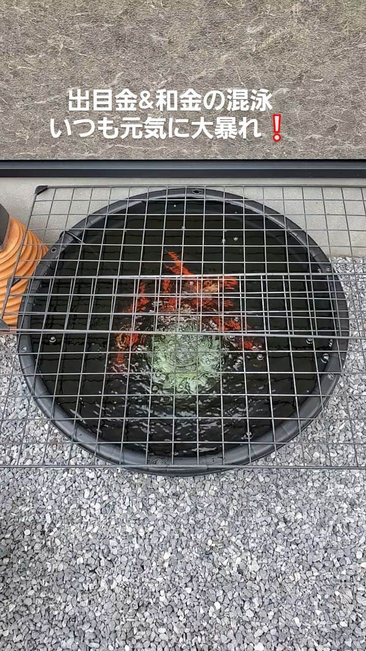 のインスタグラム
