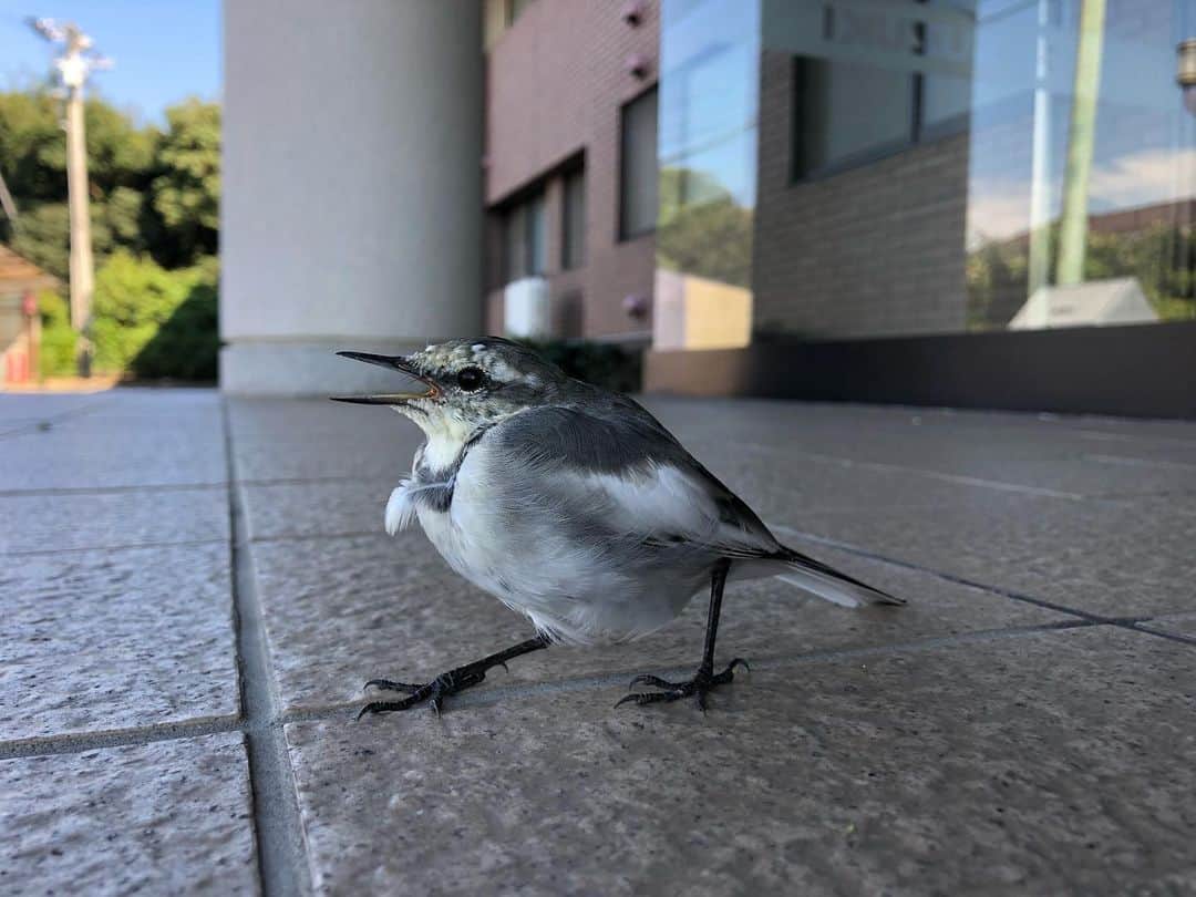 新井涼平のインスタグラム：「野生の鳥現る。 玄関のガラス空間に閉じ込められて出れなくなってた。 助けたのにバテて動かん。 ATP回復させて飛び立っていった。  こーゆーこと年1くらいであるよね。」
